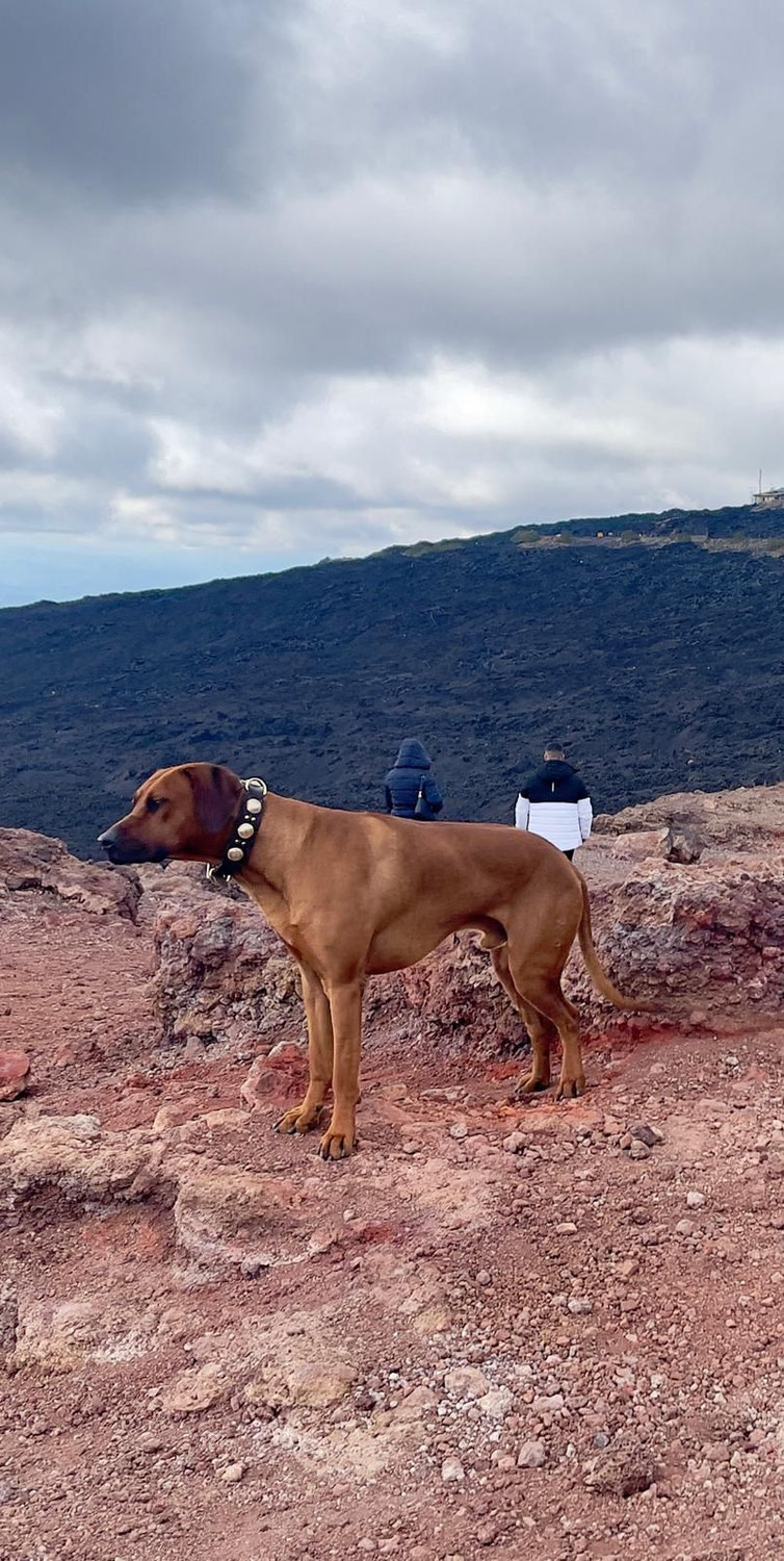 Das Weihnachtswunder