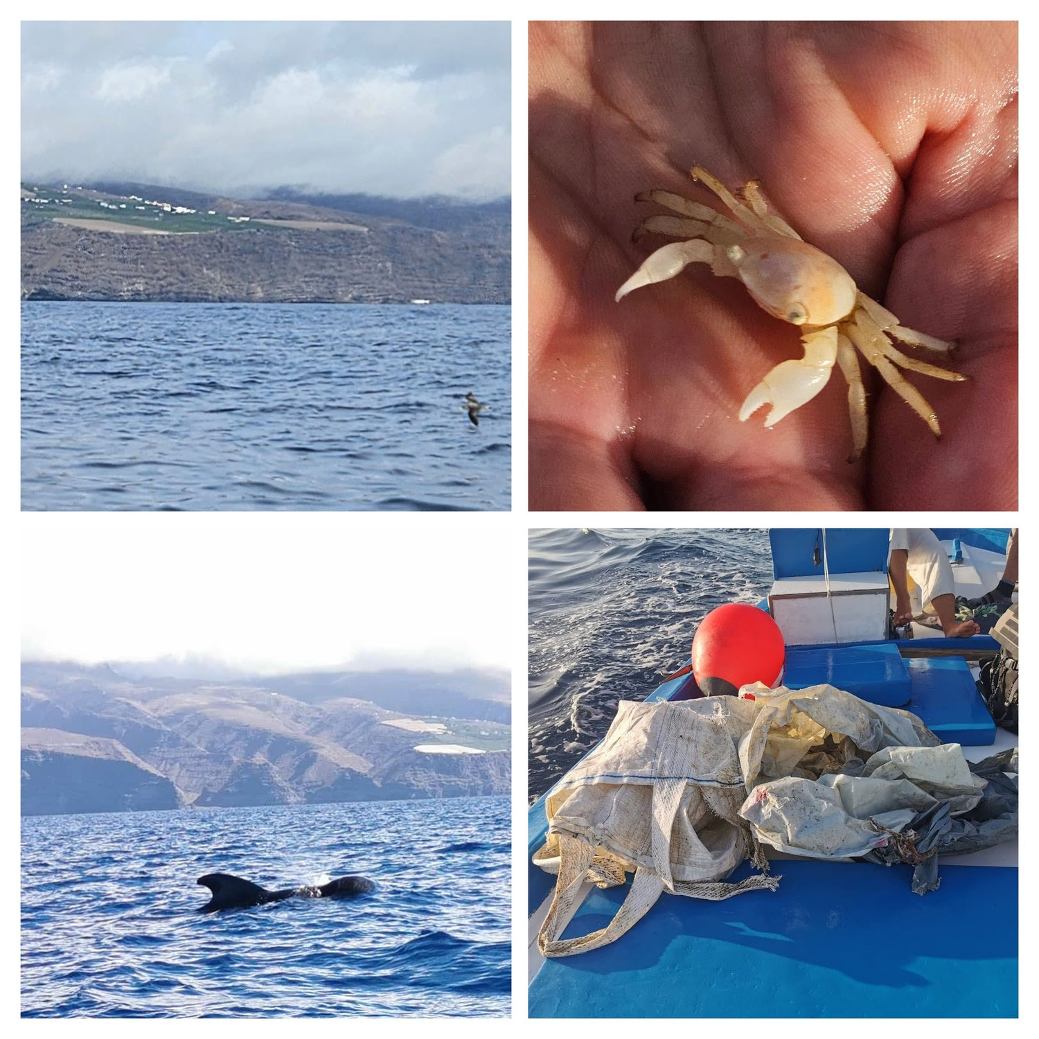 Pardelas, Pilotis und die Krabben