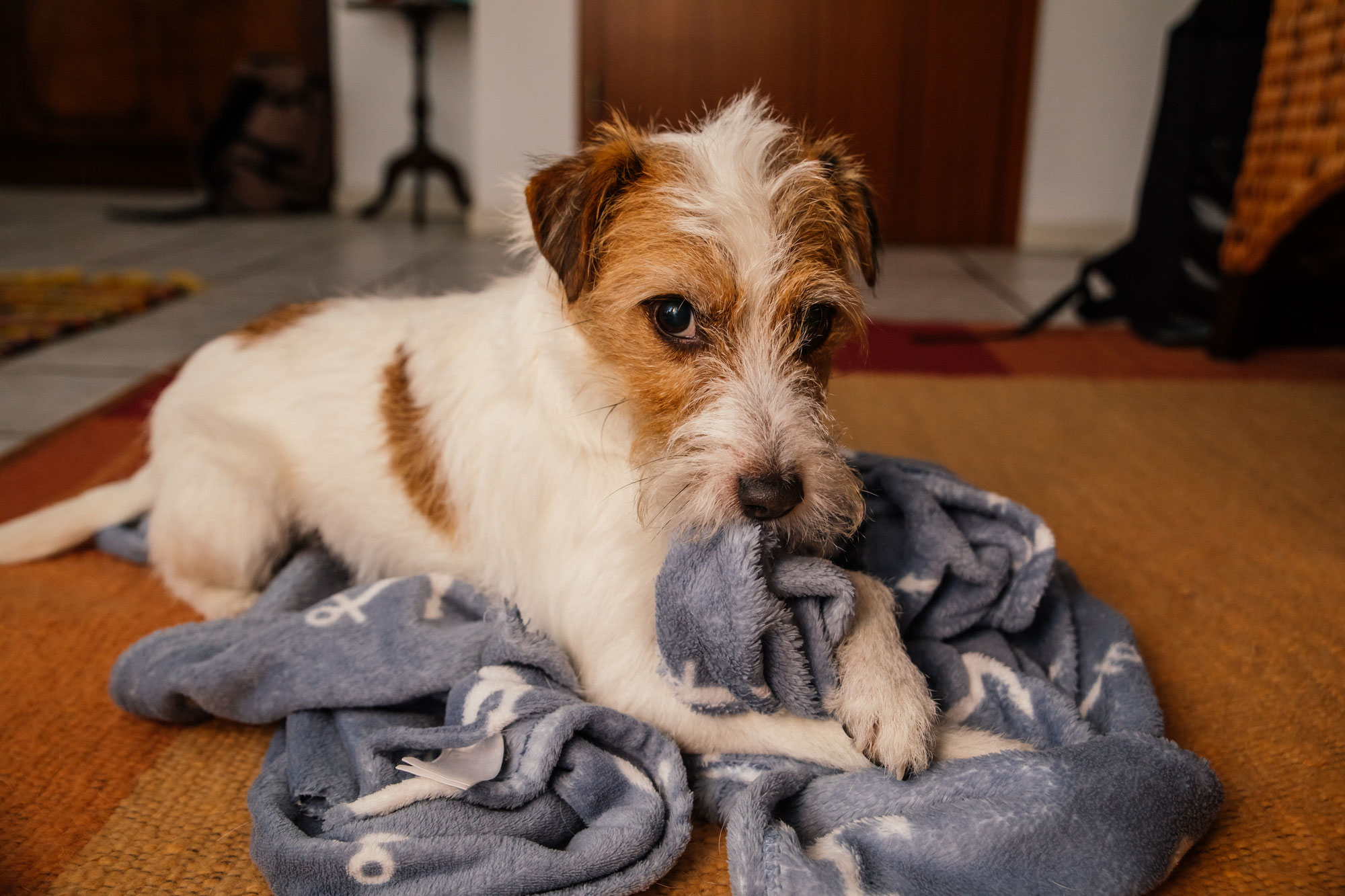 5 Anzeichen für Hundefutter-Unverträglichkeit – So erkennst du, ob dein Hund sein Futter nicht verträgt!