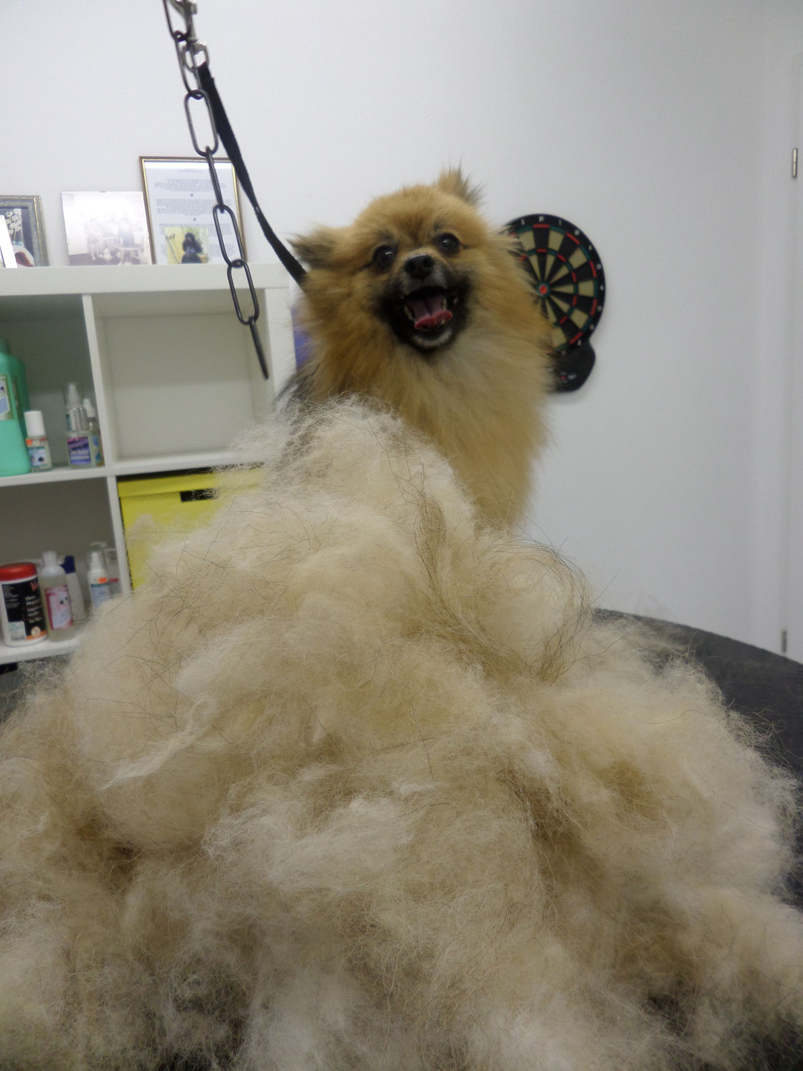Hunde mit Unterwolle Hundepflege Moliternis Webseite!
