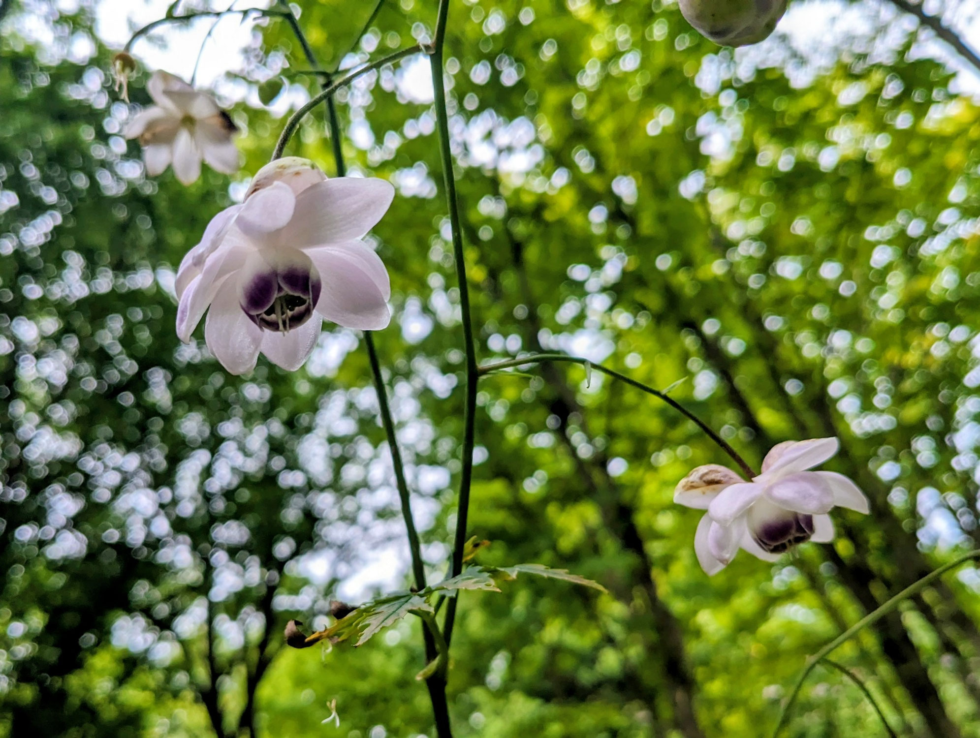 レンゲショウマはどんな花？