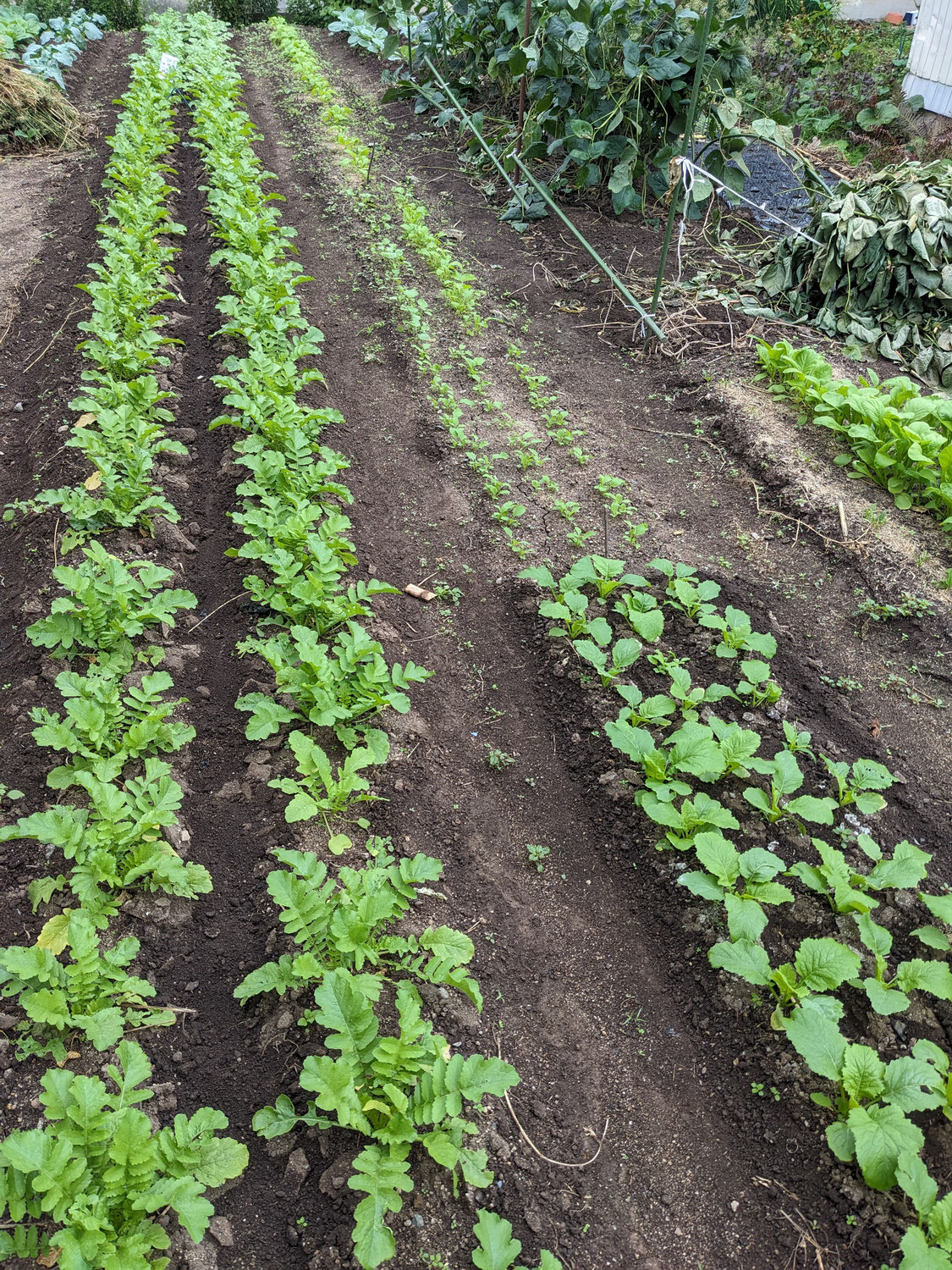 秋野菜も順調です