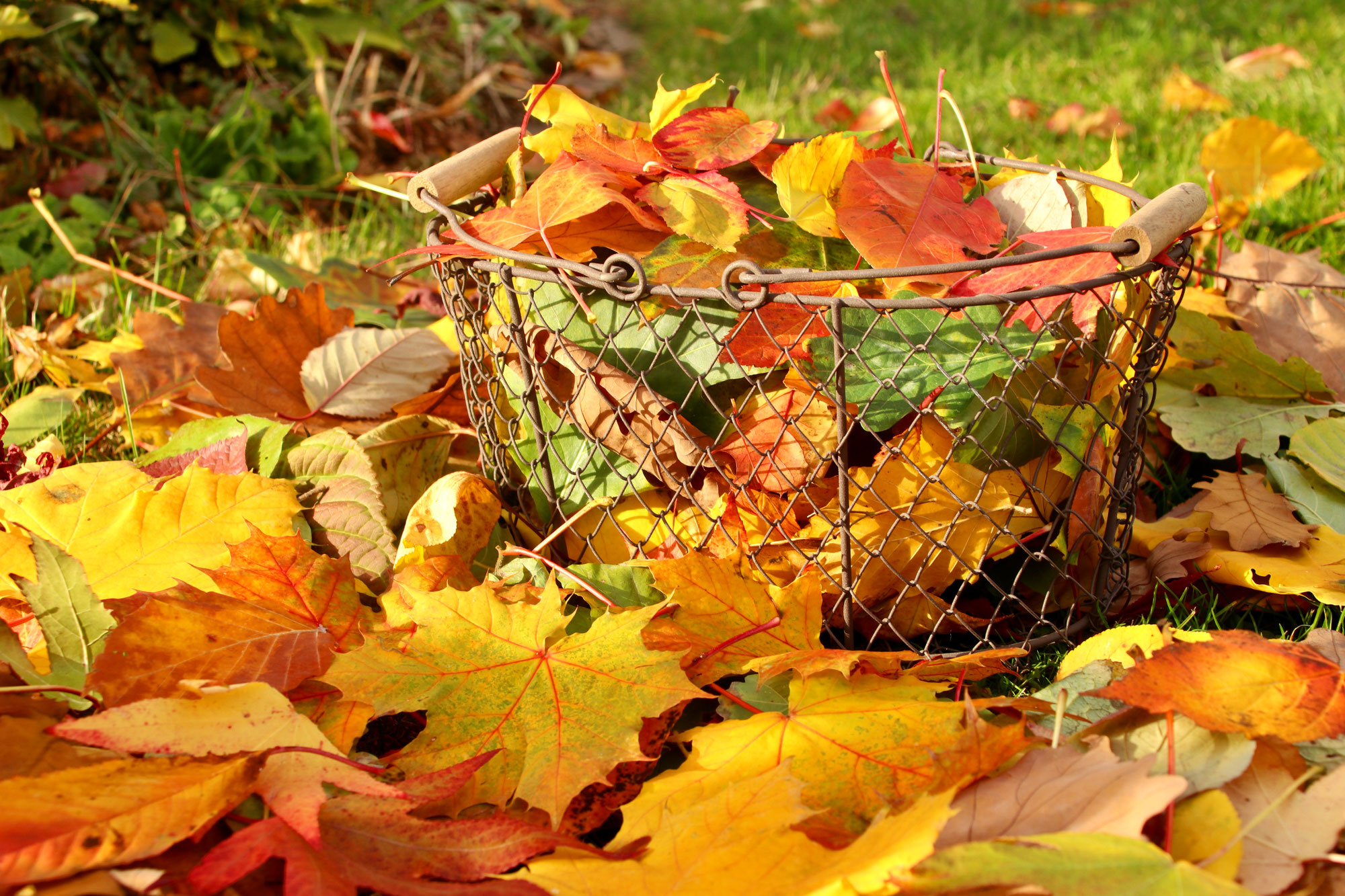 Herbstlaub