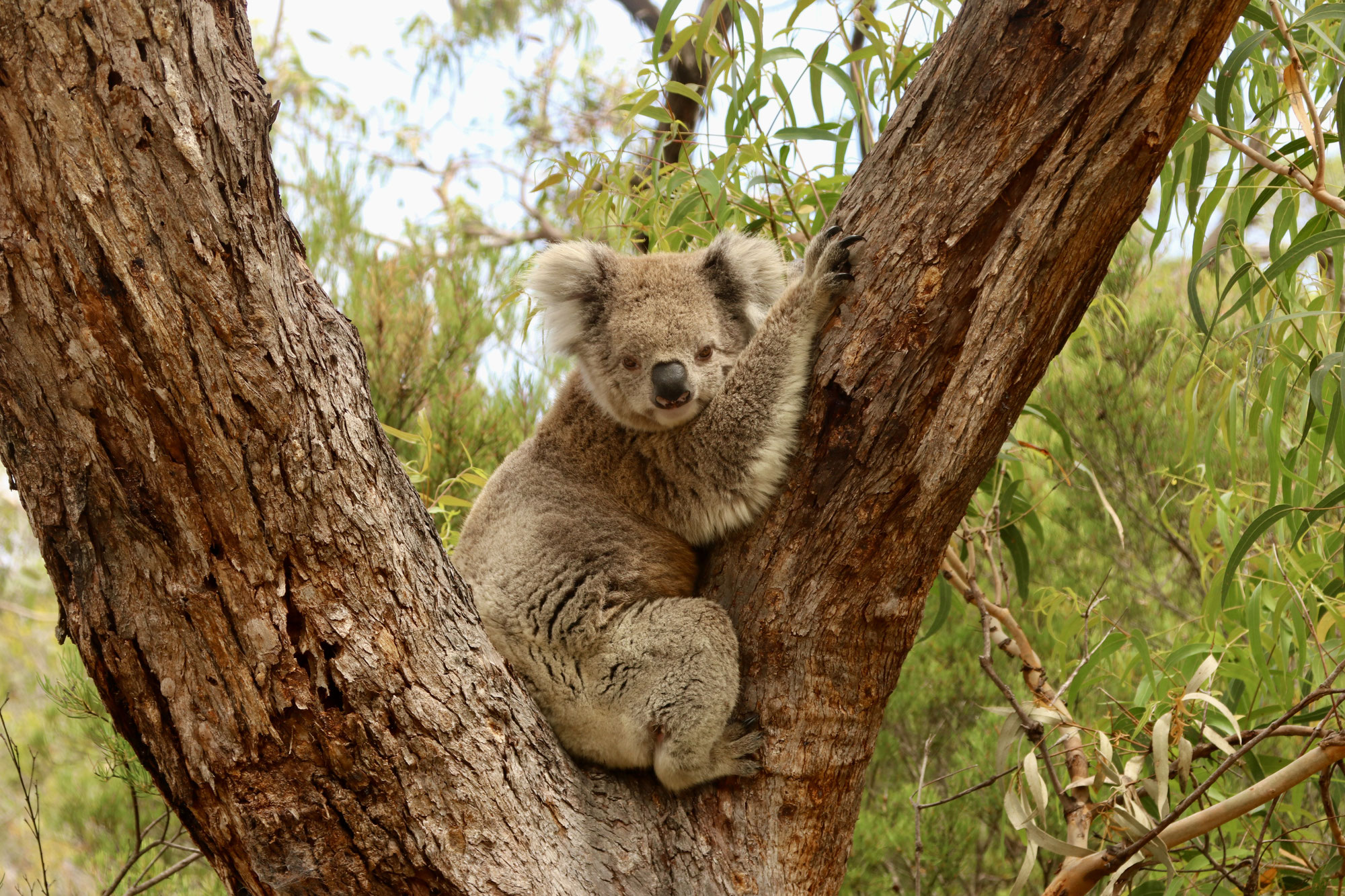 Australien