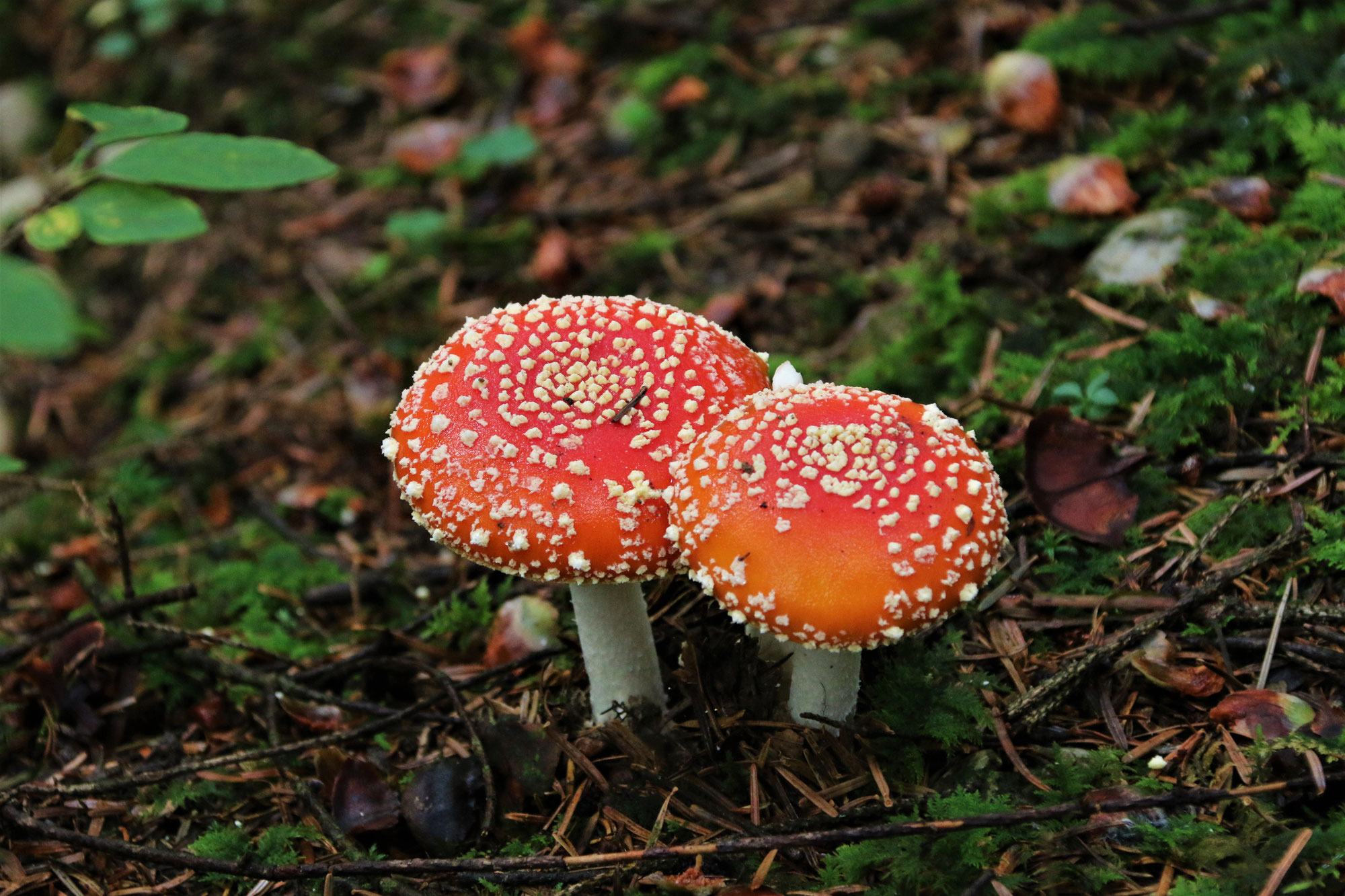 Pilze