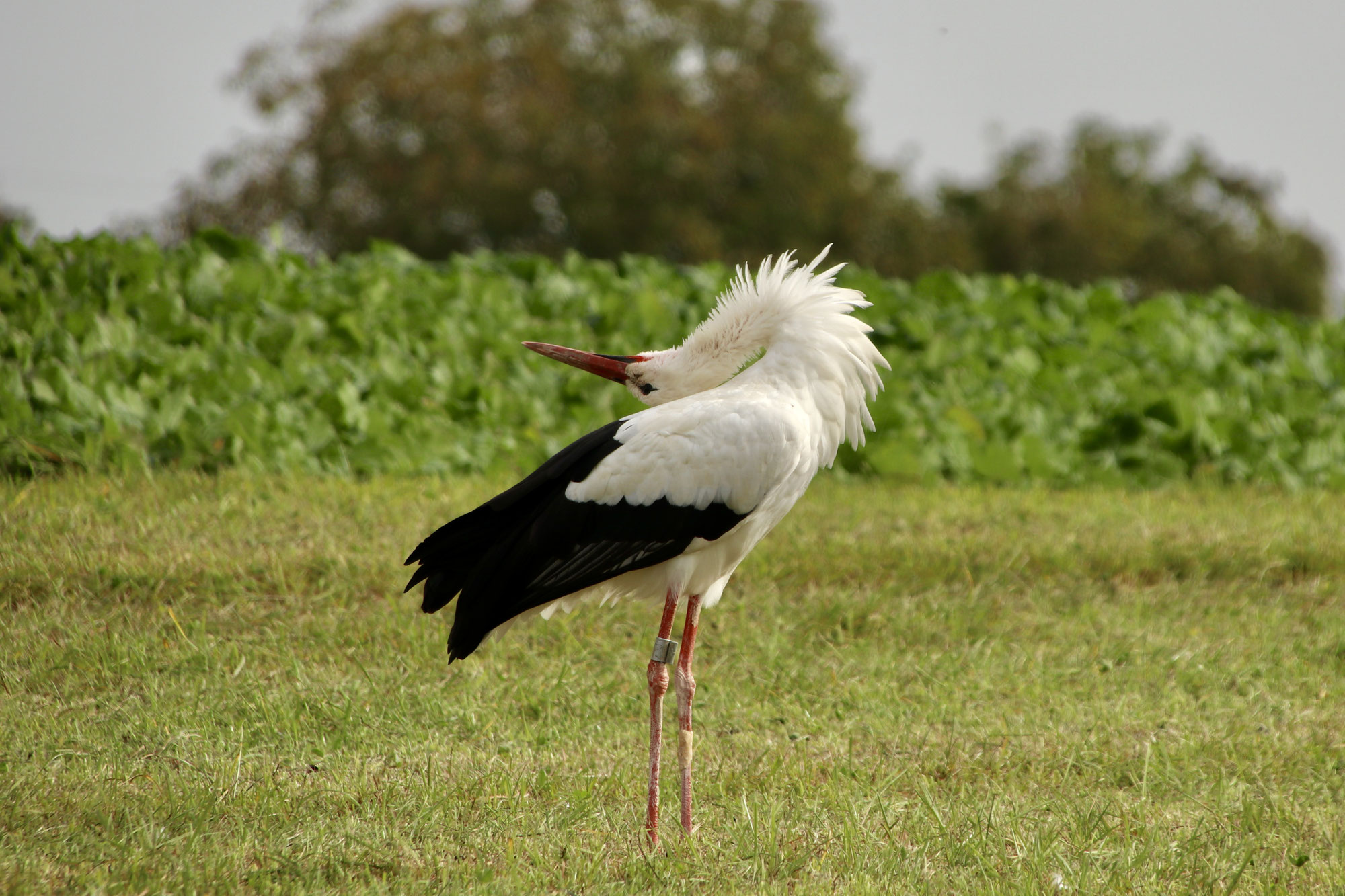 Storch