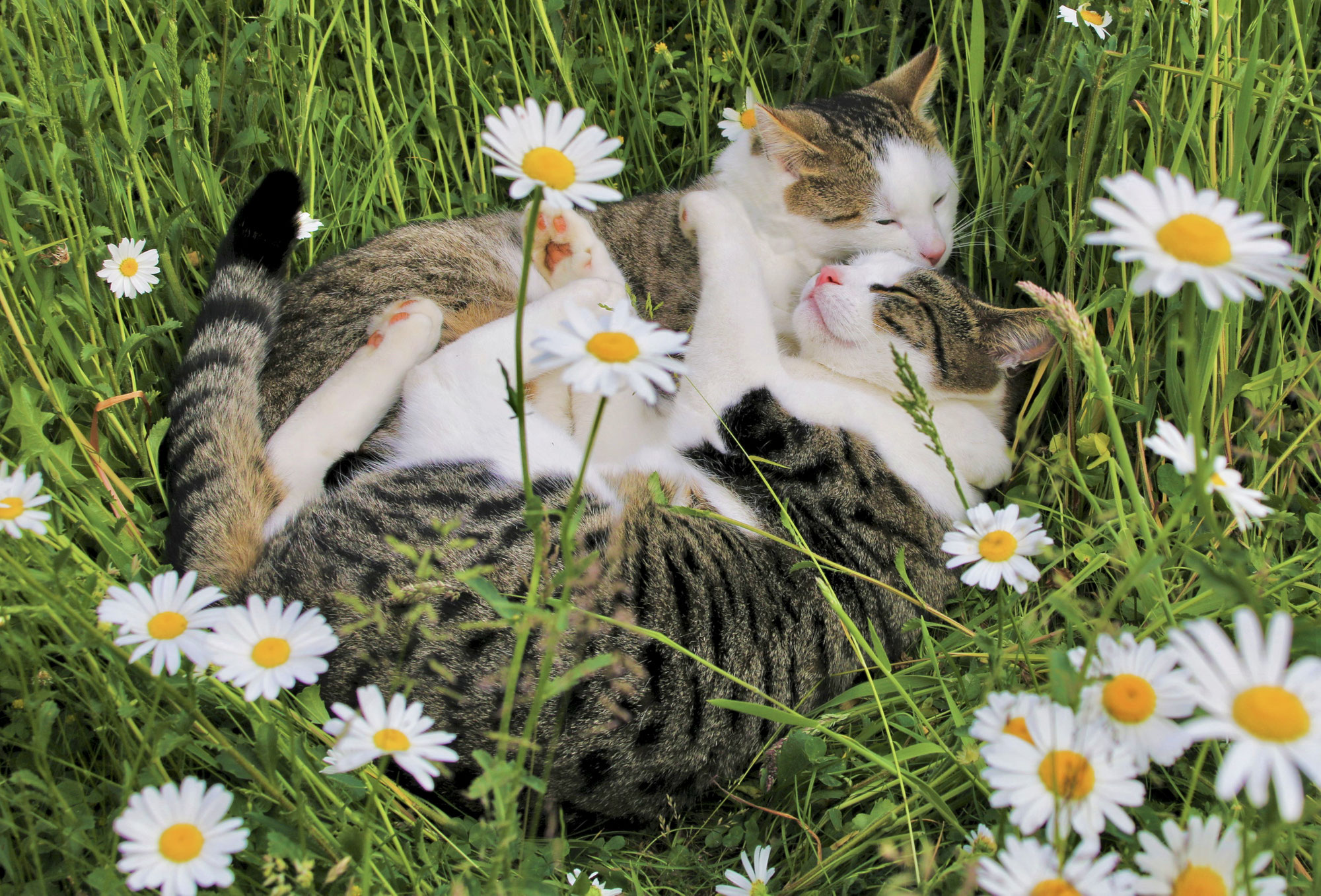 Katzen