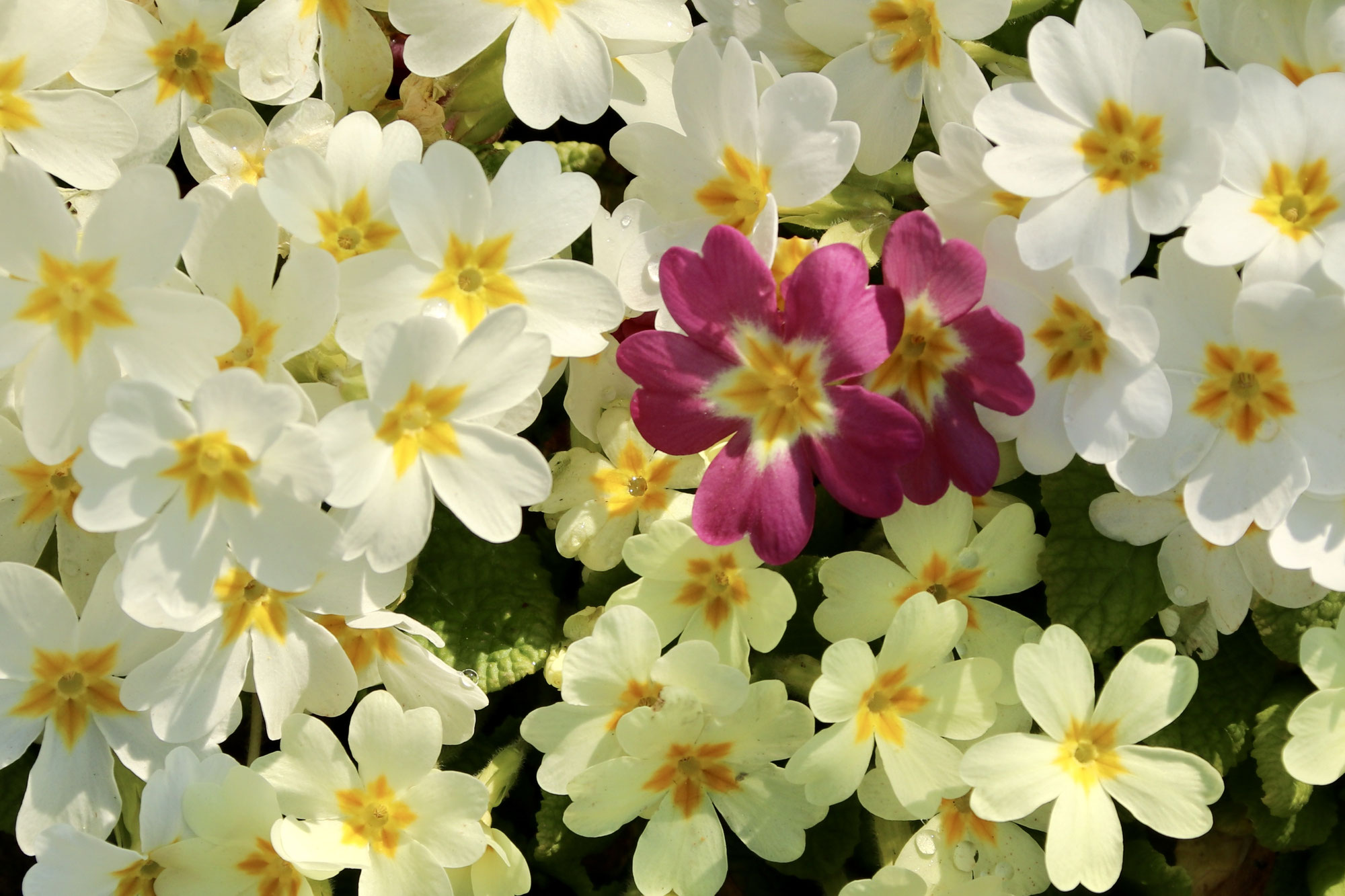 Frühling