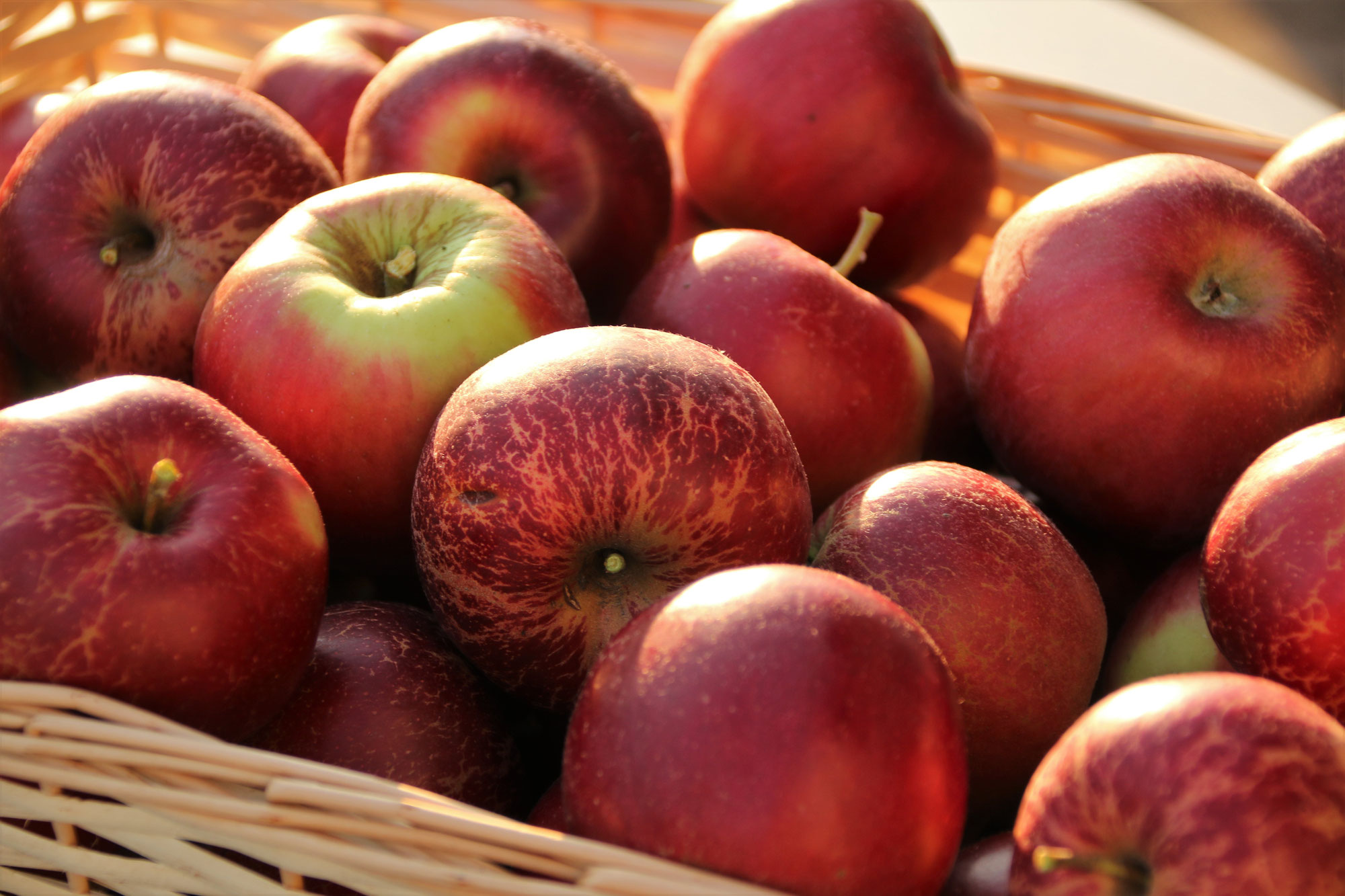 Äpfel