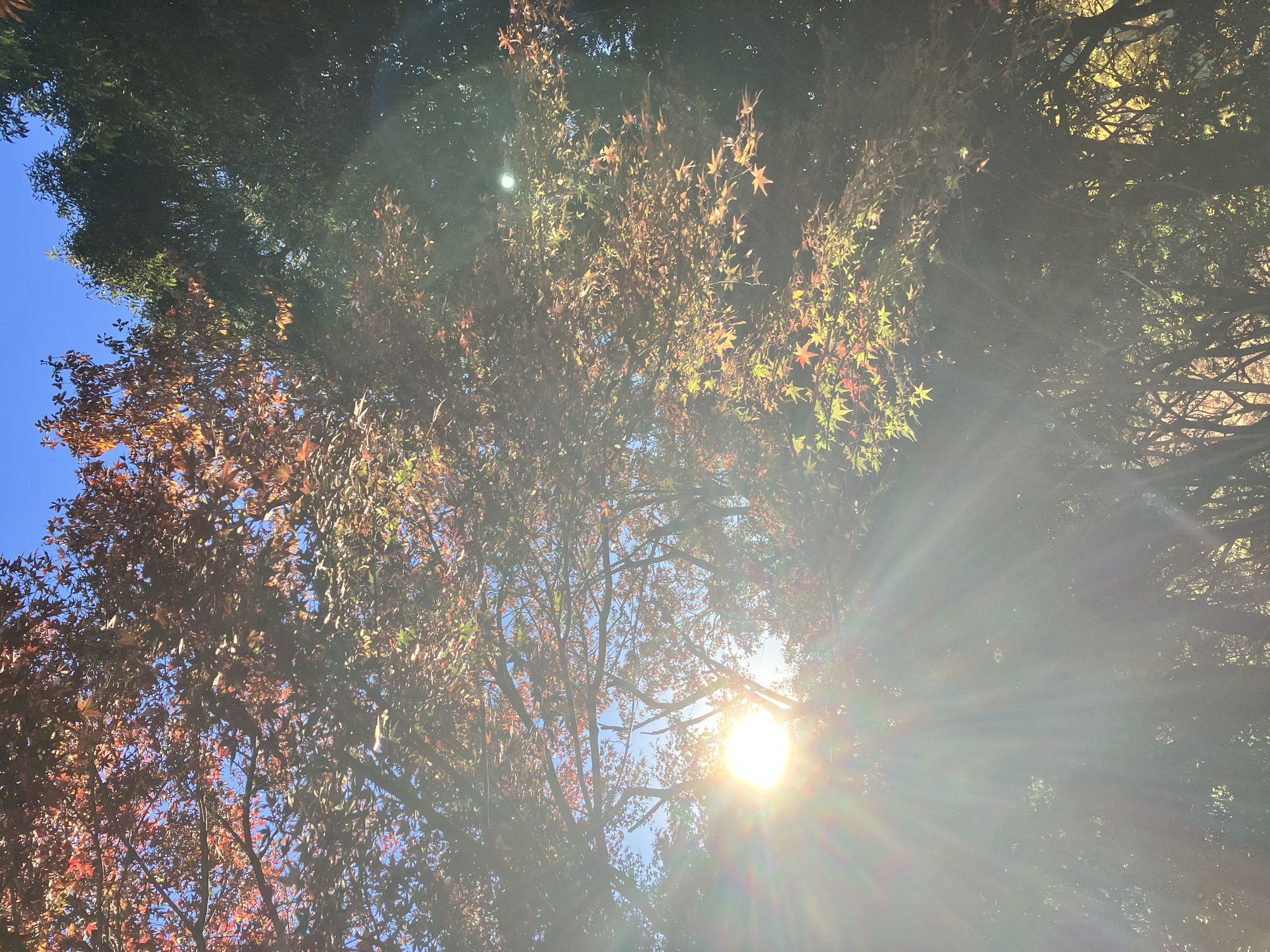 朝焼けと紅葉