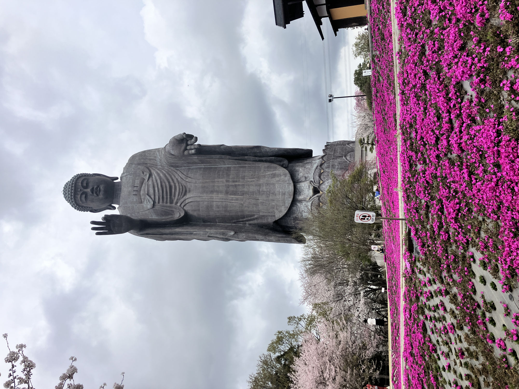 牛久大仏と芝桜