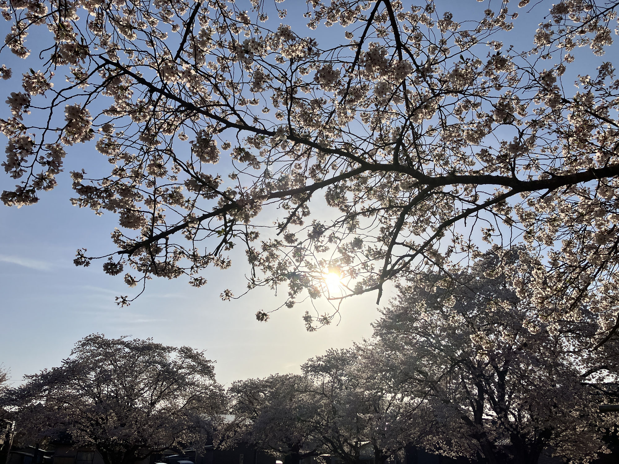 小美玉市江戸　公園の桜