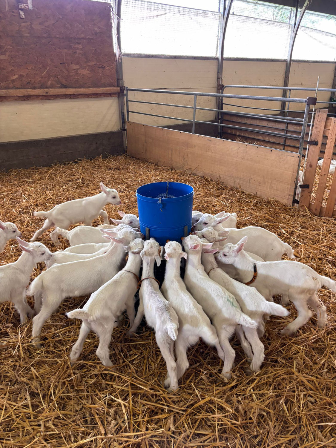 Les naissances d’automne à la ferme des Hounts