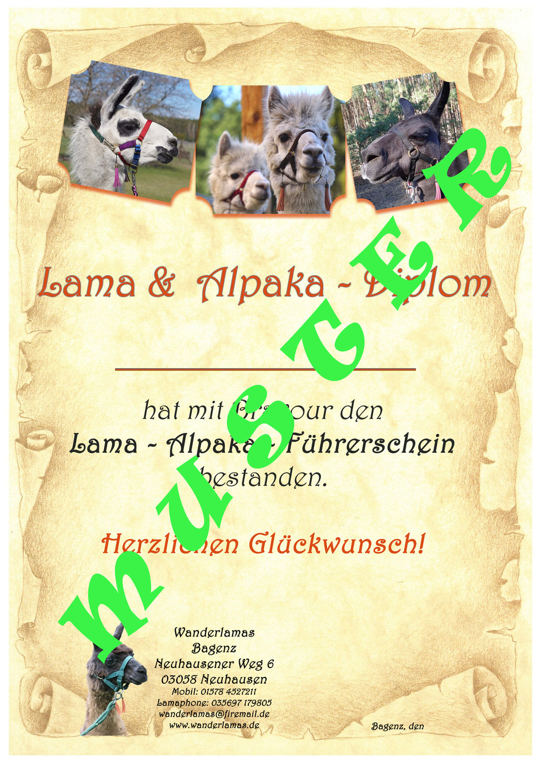 Lama & Alpaka - Diplom