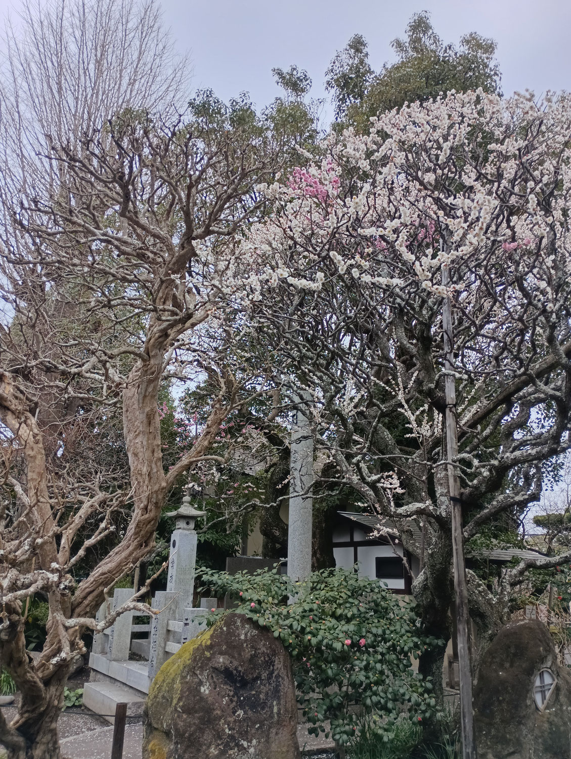 鎌倉・江の島七福神巡り～宝戒寺（毘沙門天）～