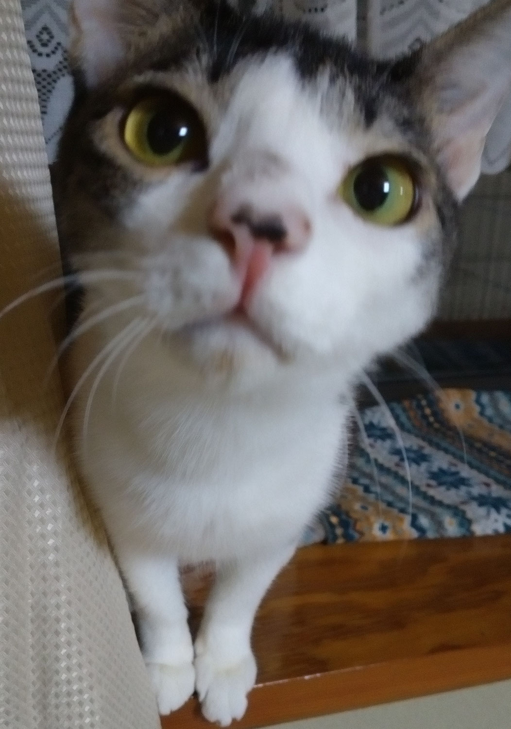 猫の日　２月２２日