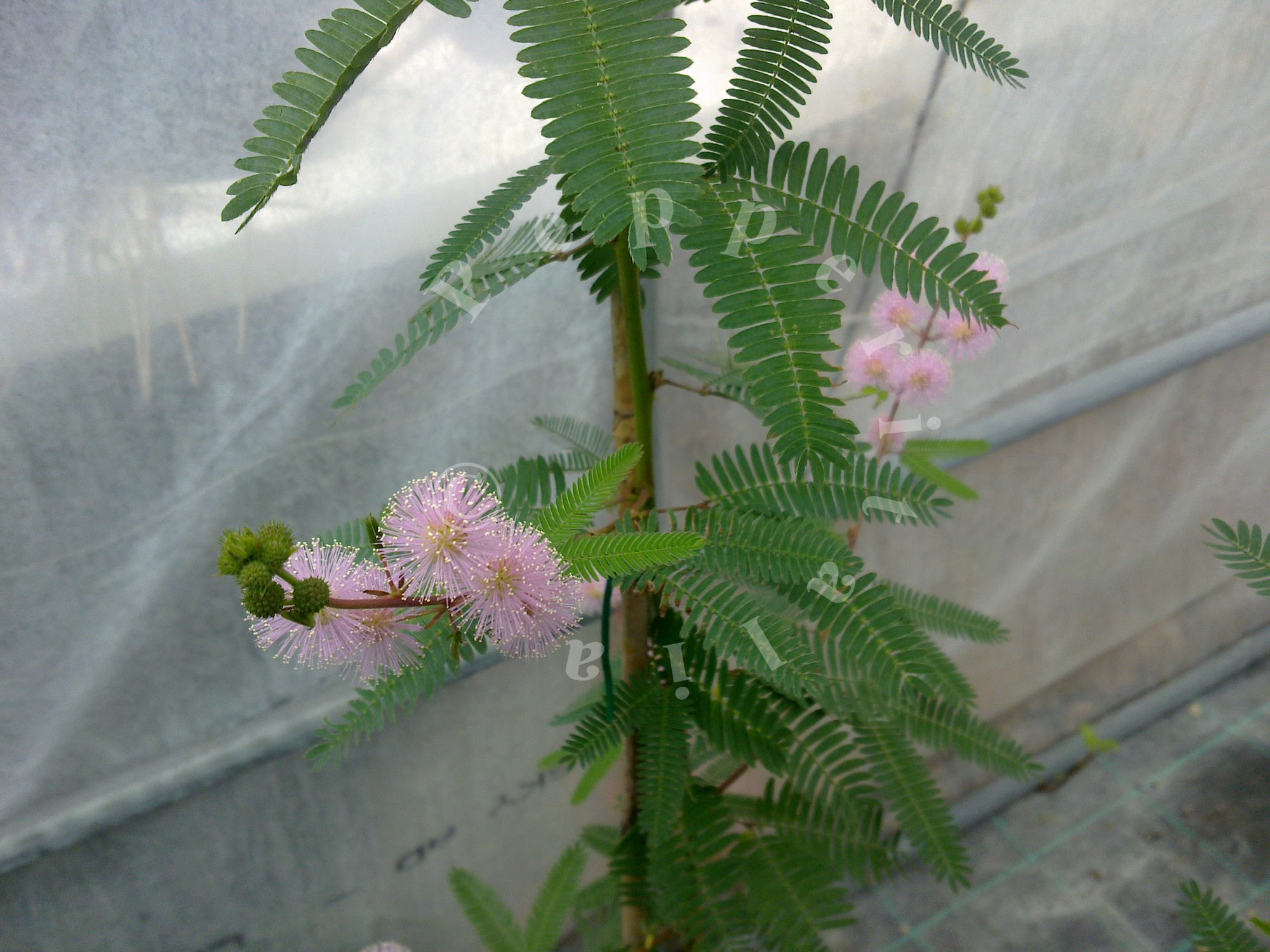 MIMOSA PUDICA