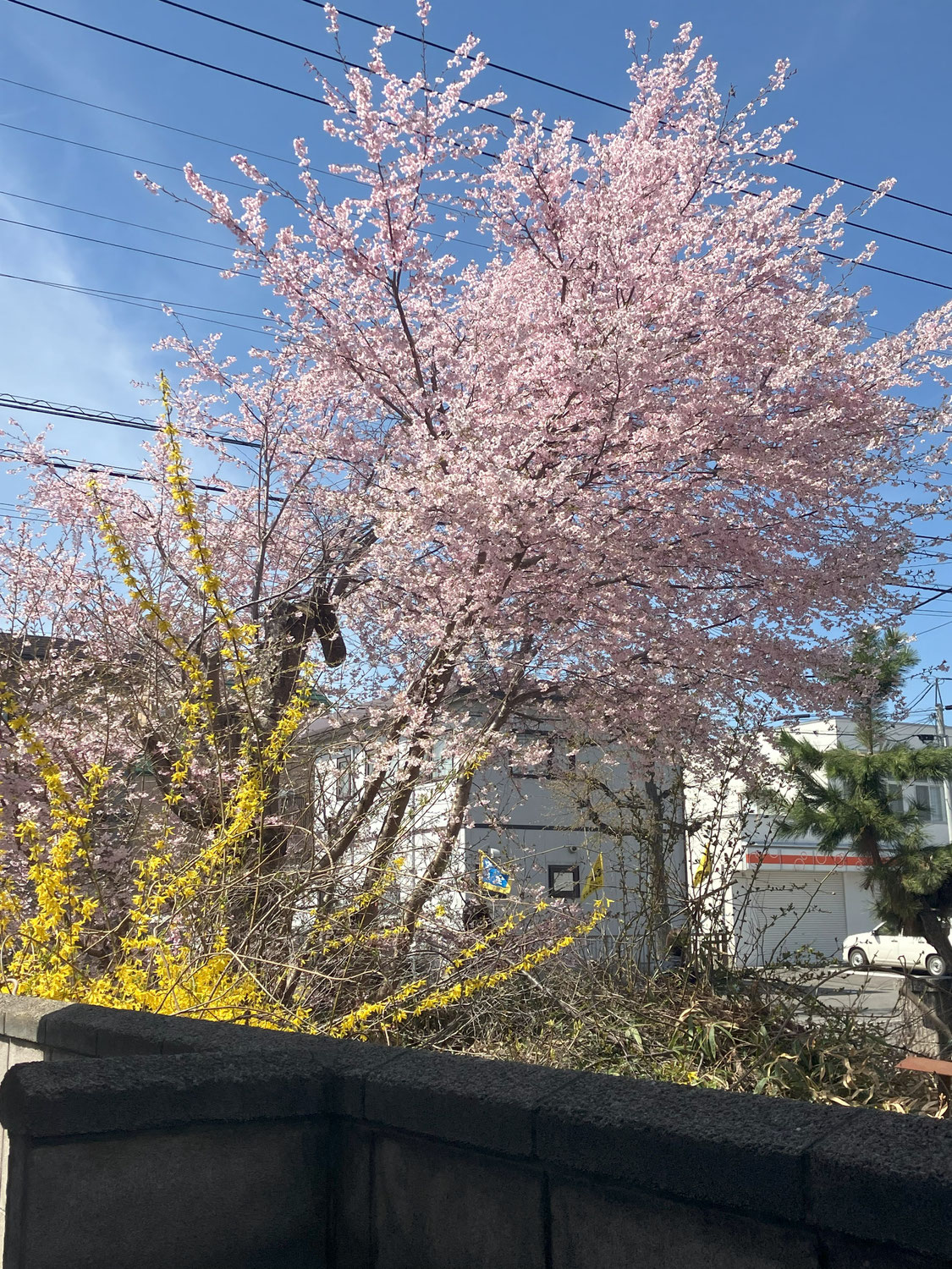 やっと春が近づいてきてます