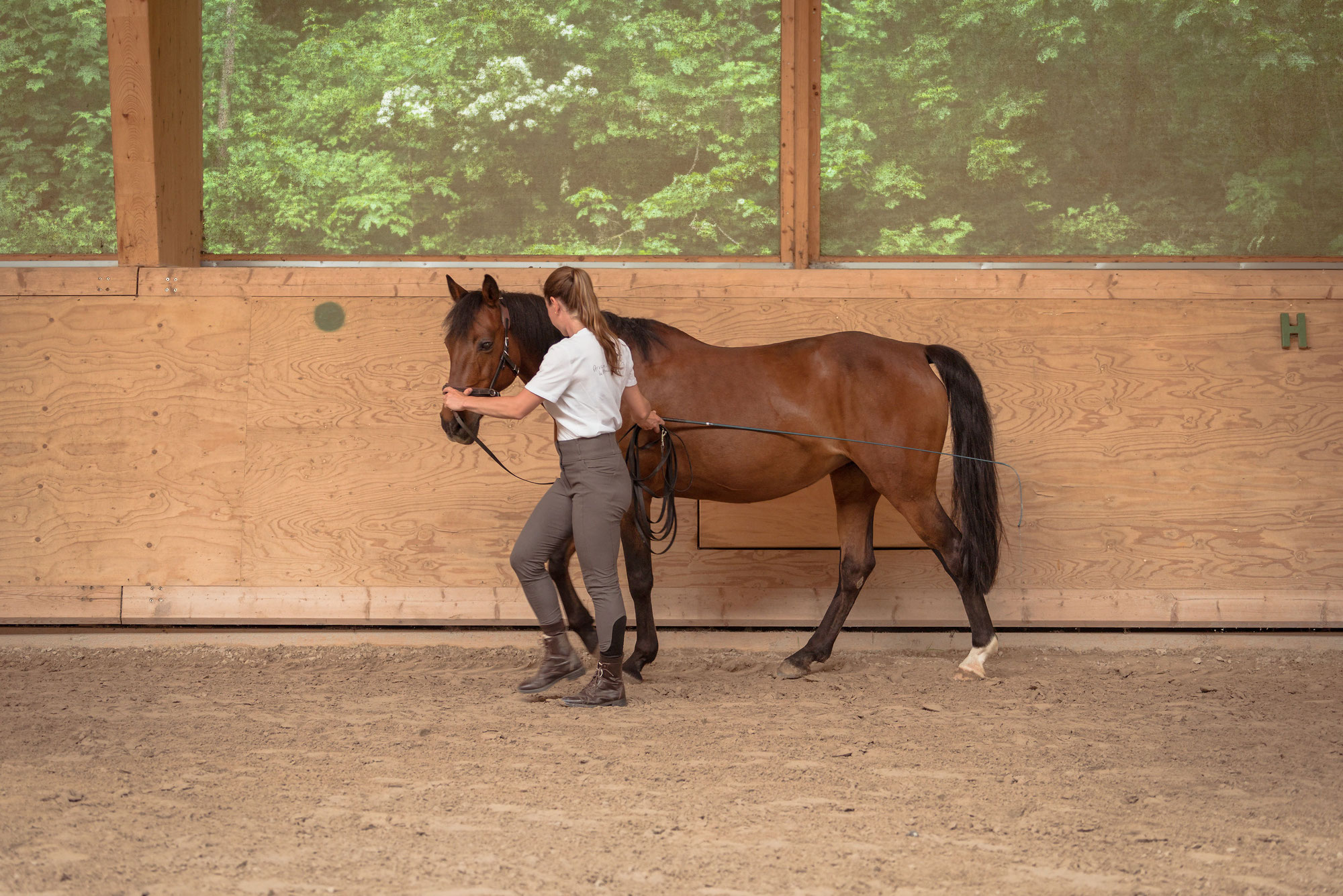 Trainingstherapie für Pferde - wieso, weshalb, warum?