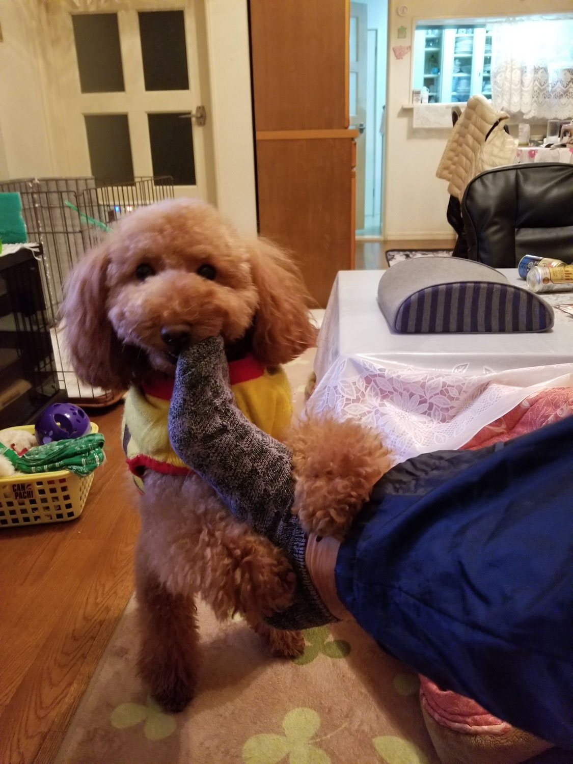 犬の嗅覚とは