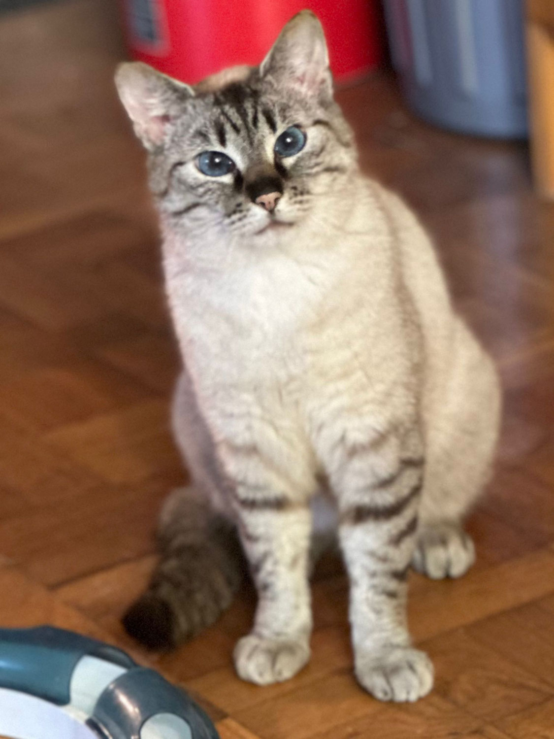 Goldi