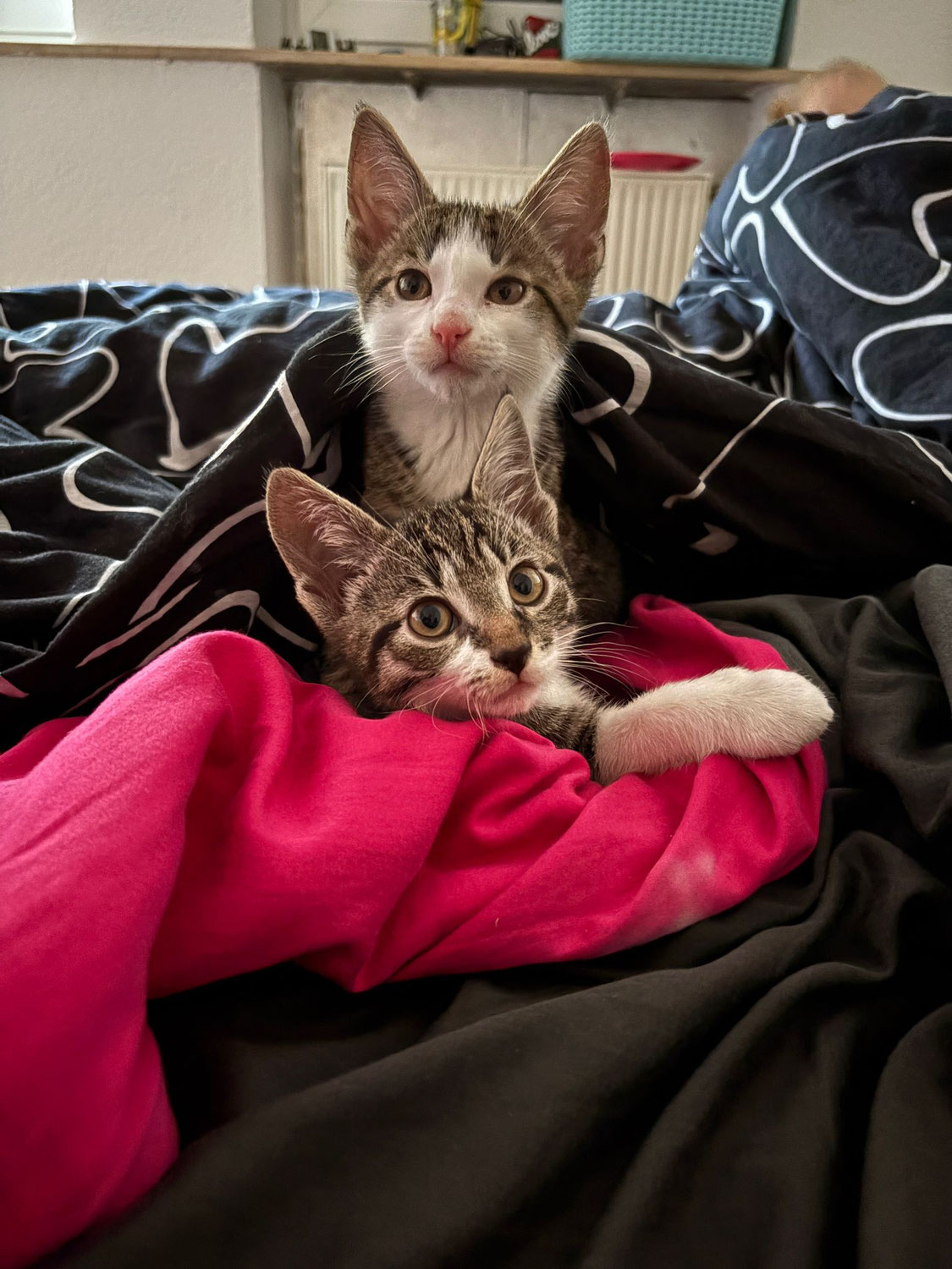 Kiki und Kimba