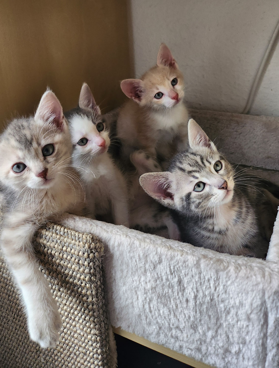6 Katzenbabys, 9 Wochen alt, 4 Mädels und 2 Jungs