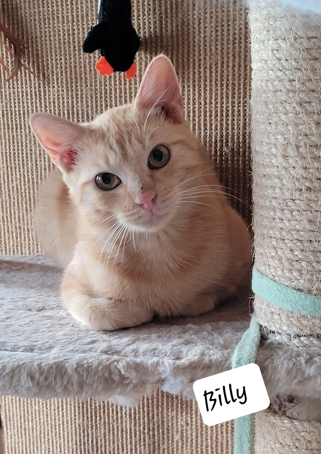 Billy