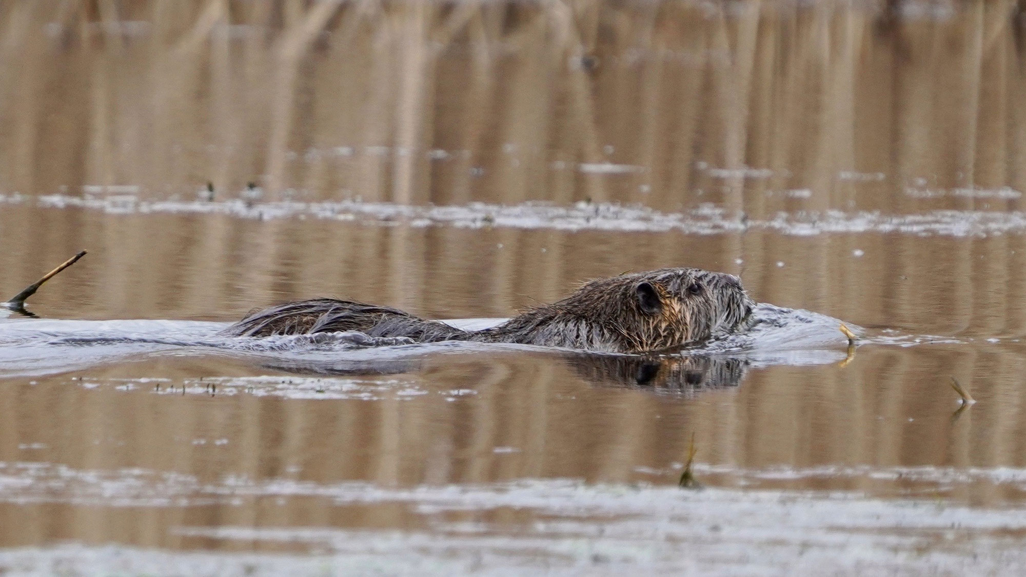 Nutria beobachtet in Brandenburg
