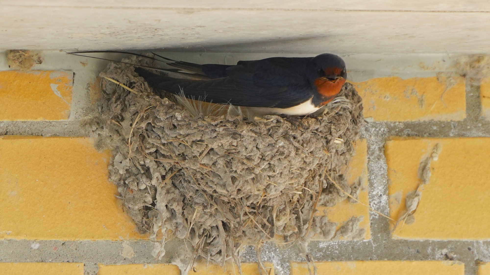 Vogel blaues Gefieder weißer Bauch brauner Kopf