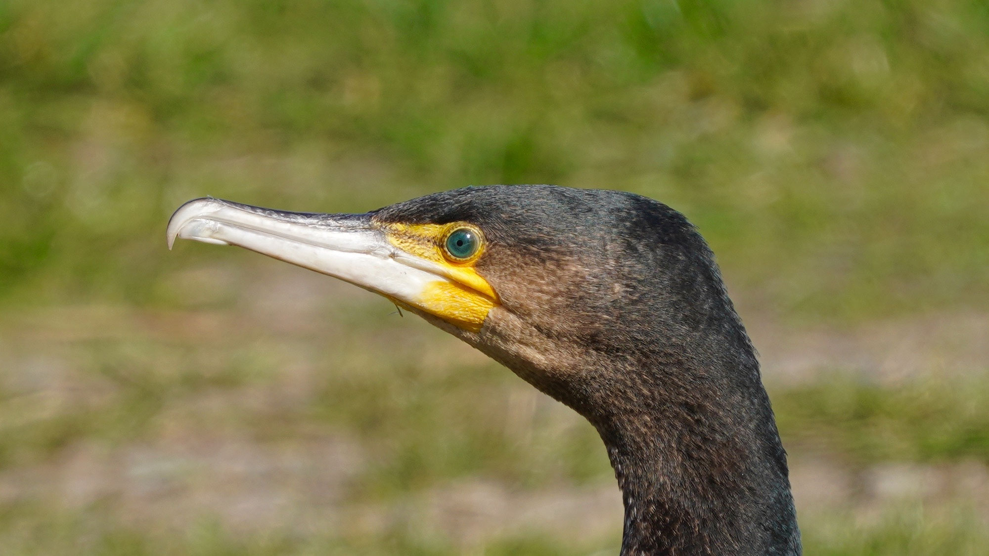 Beobachtung eines Kormoran in Brandenburg