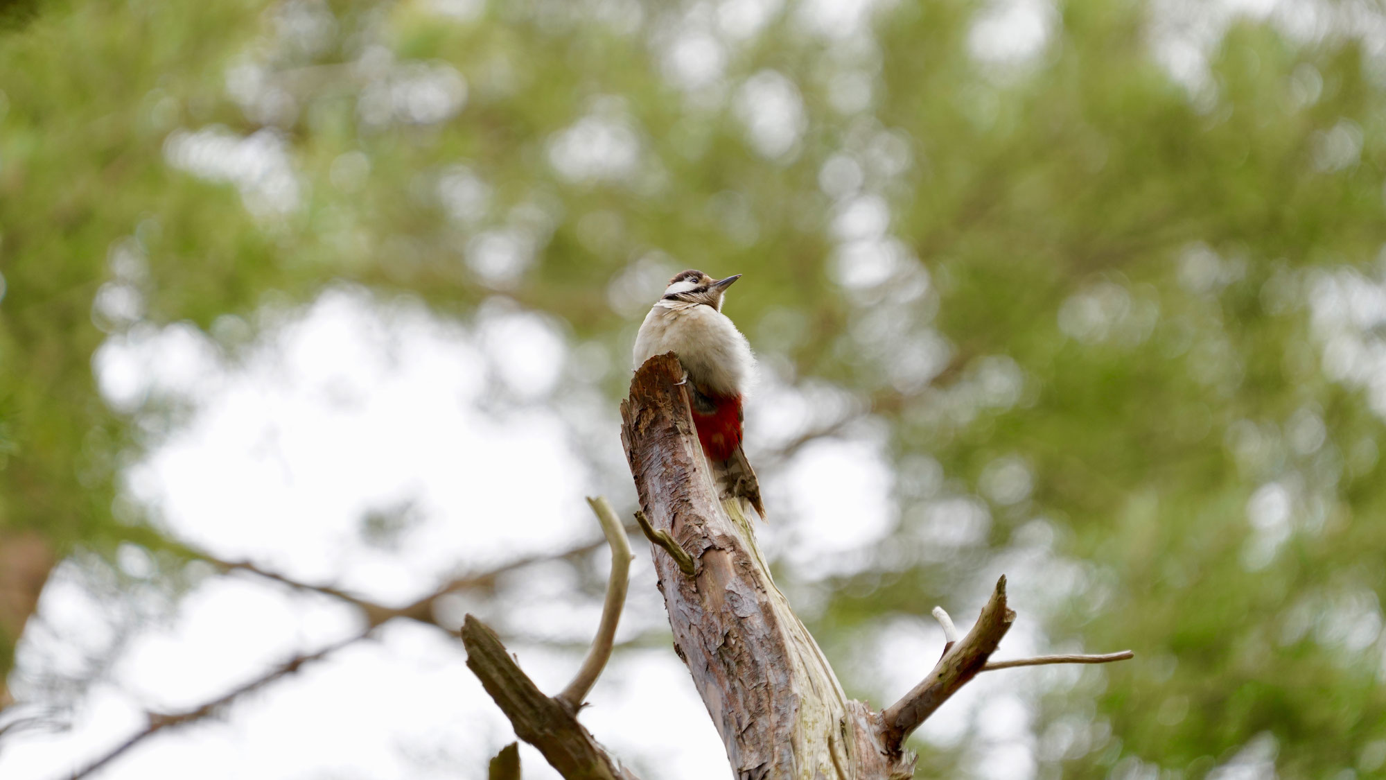 Buntspecht in Brandenburg an der Havel beobachtet