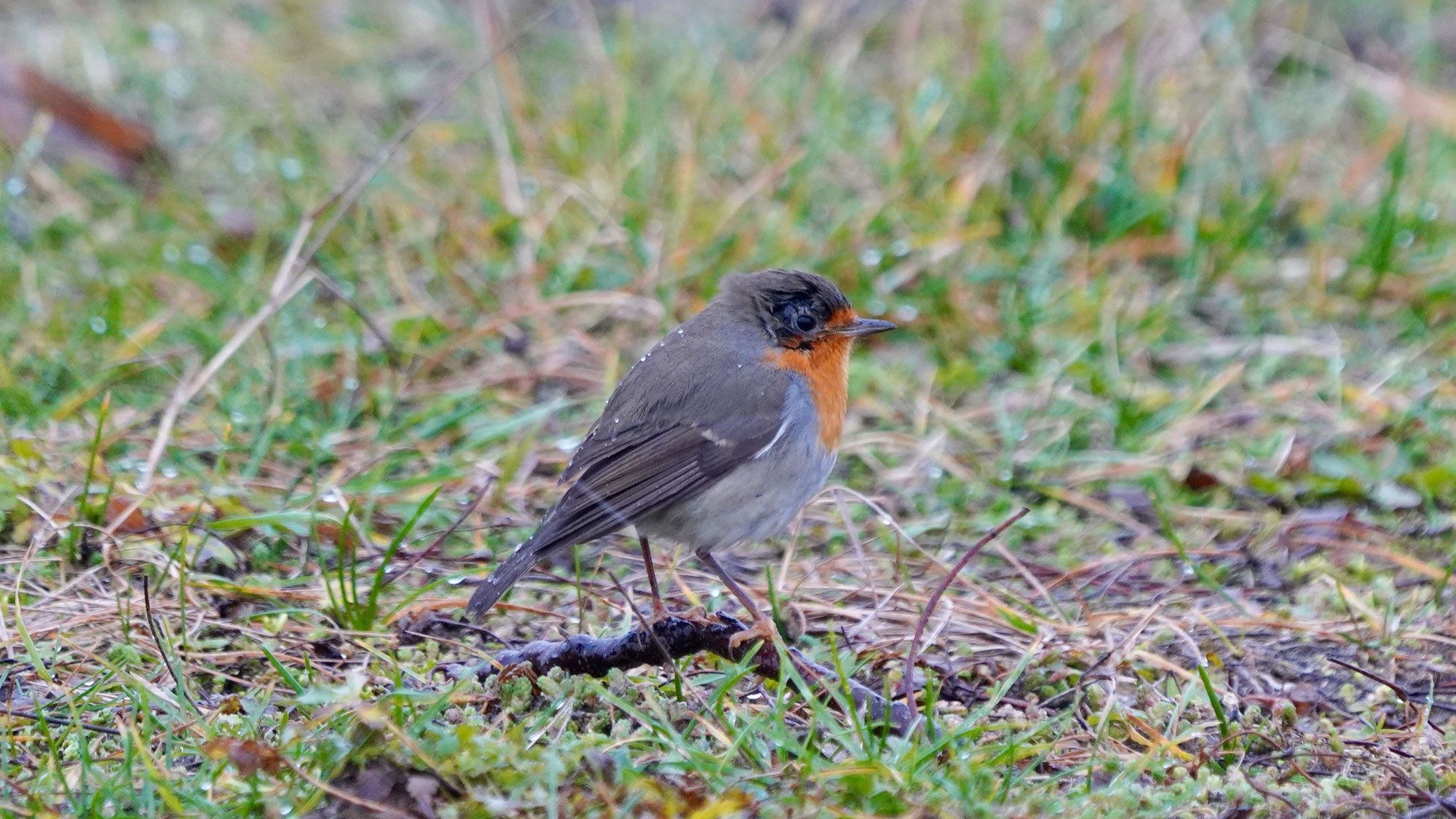 Rotkehlchen ist der Vogel des Jahres 2021