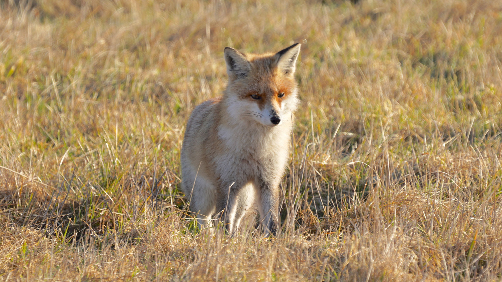 Fuchs beobachtet auf dem Feld in Brandenburg