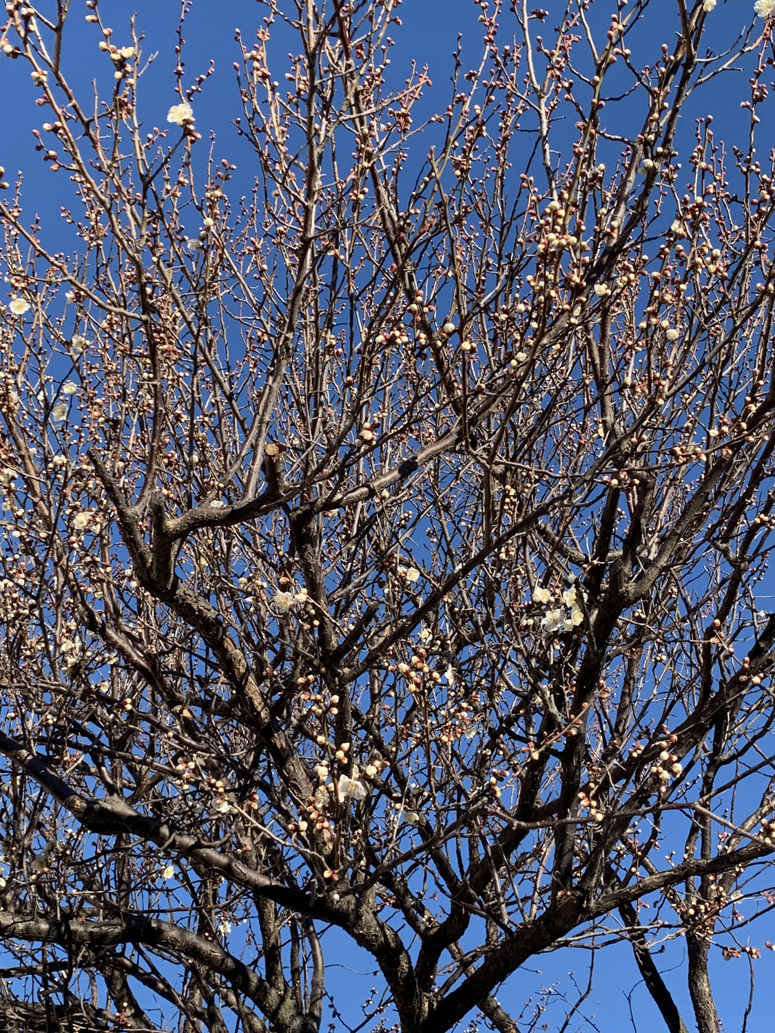 春の足音が聞こえる！ホテル久喜の梅の花が咲き始めました