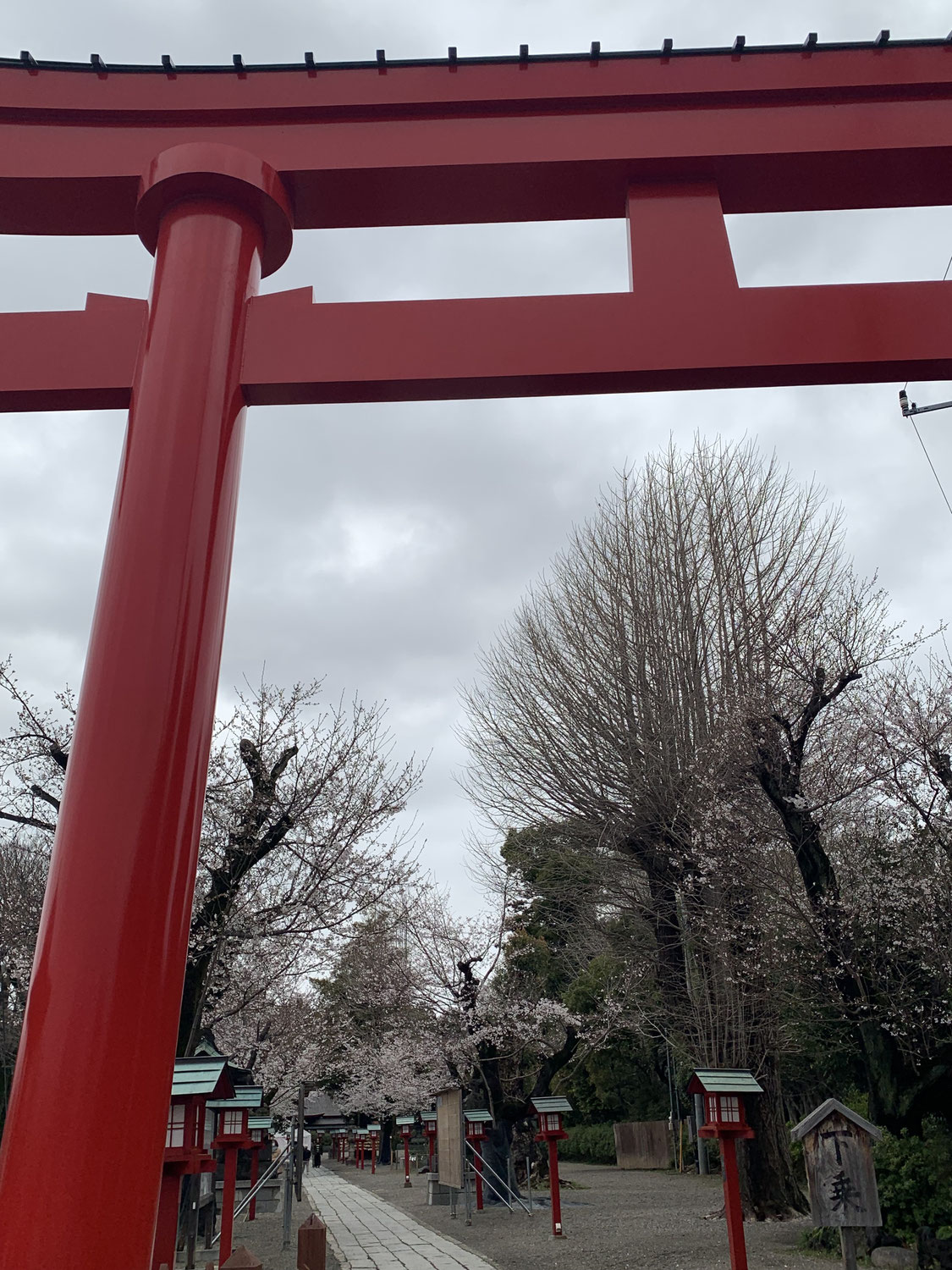 息をのむ美しさ！ 久喜市の鷲宮神社で春を感じよう