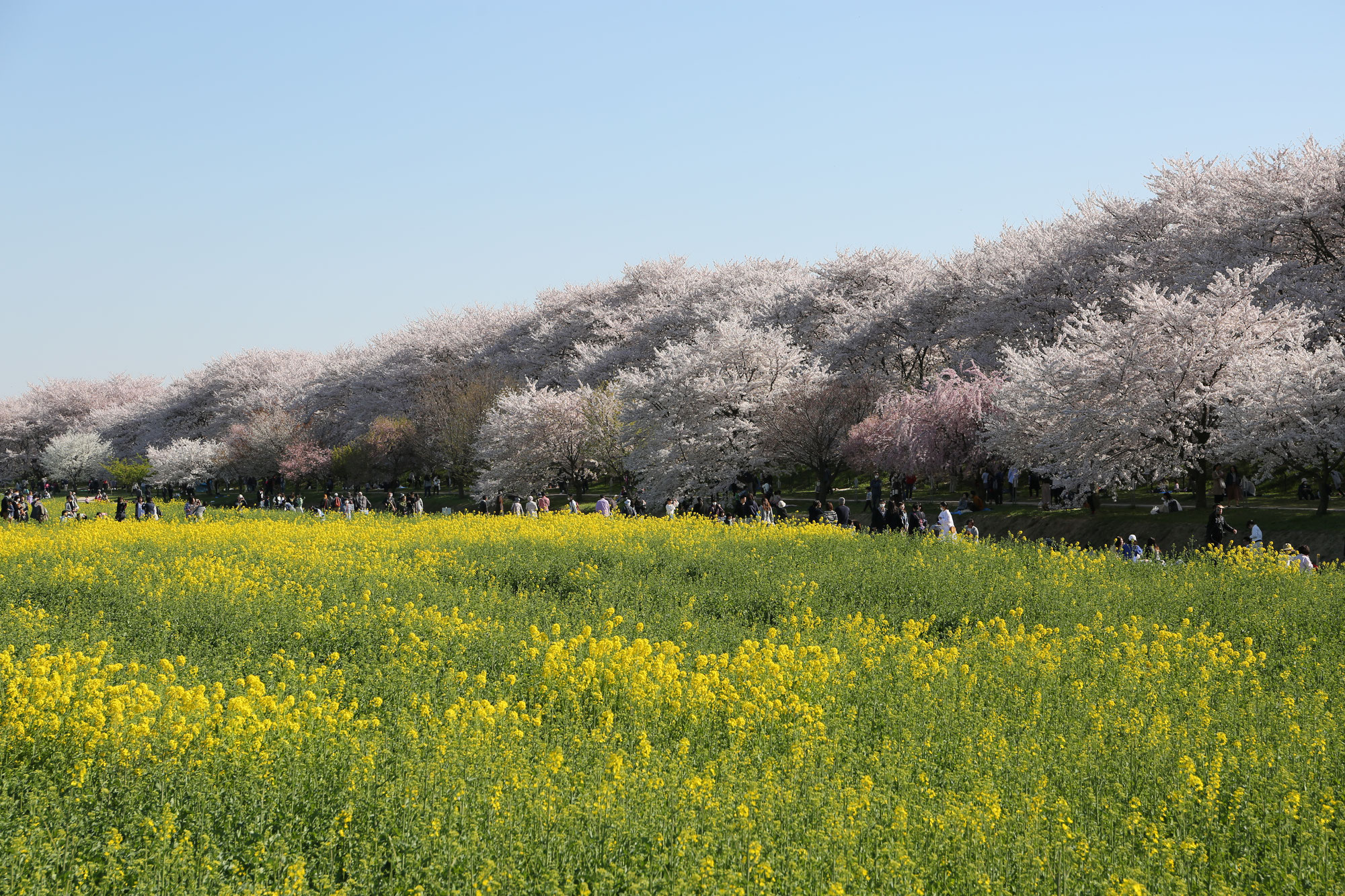 桜と菜の花の競演！ 権現堂桜堤へGO！