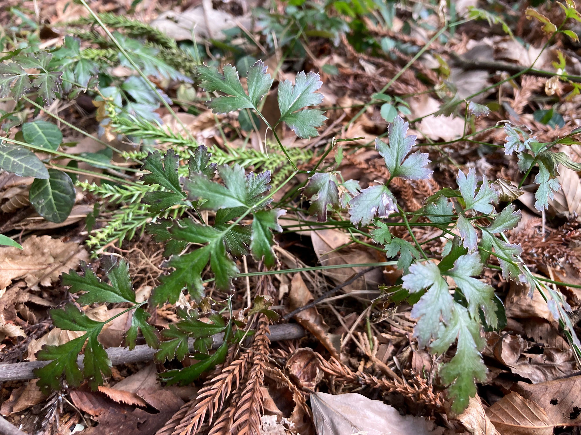 セリバオウレンの開花はあと少し