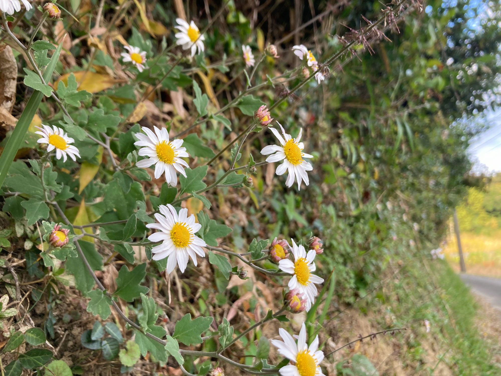 竜脳菊と六根清浄