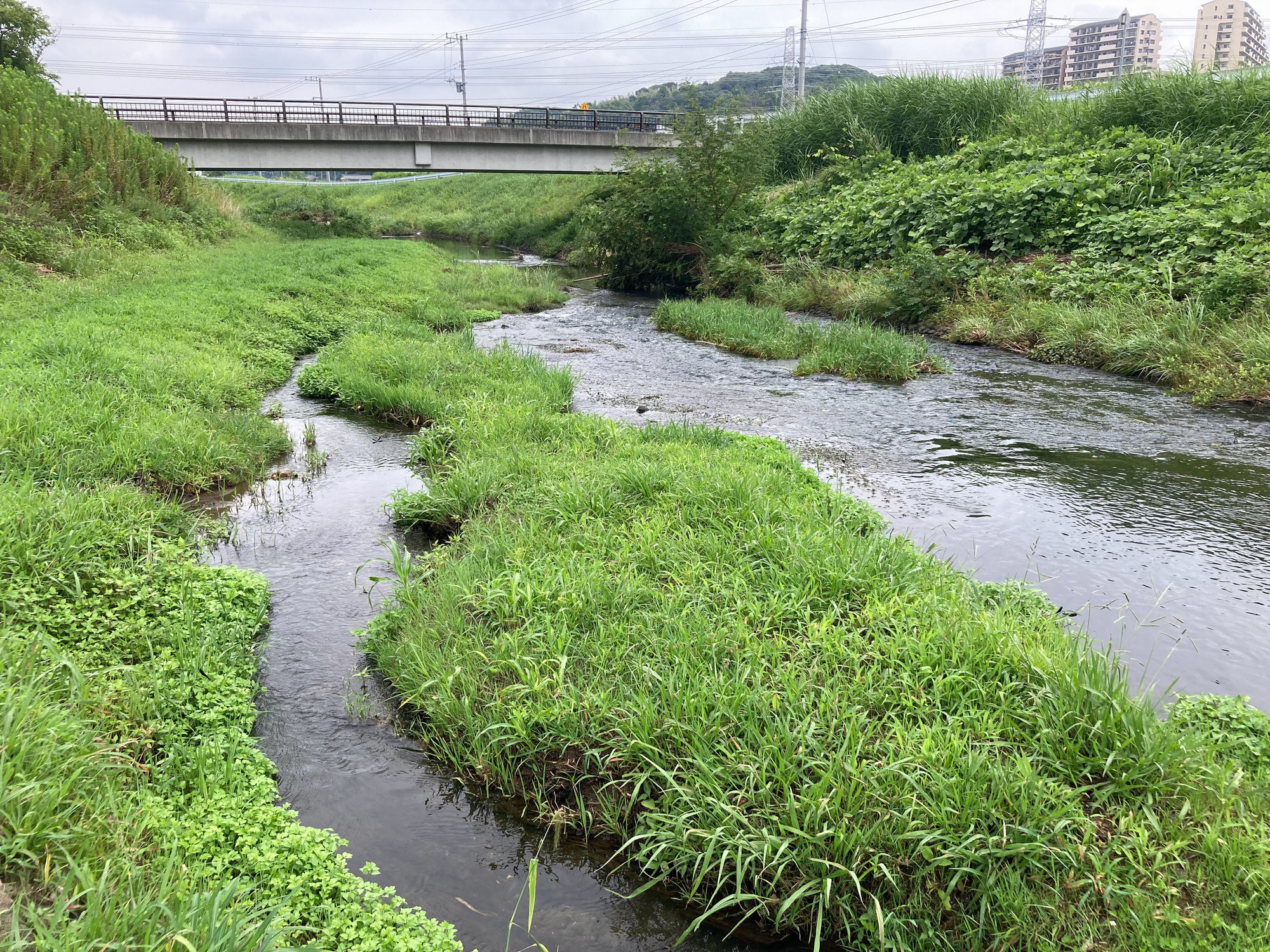 椎津川とエンダーマン