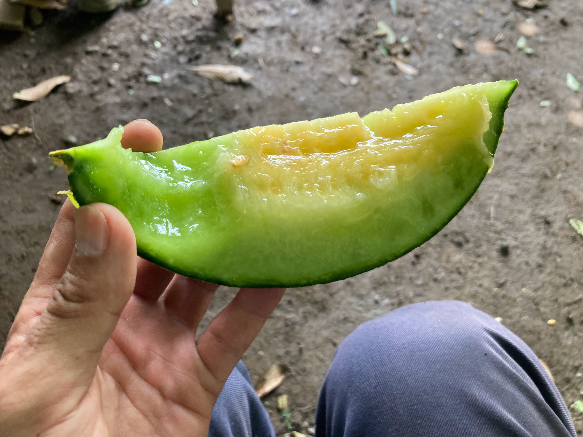7月サマー