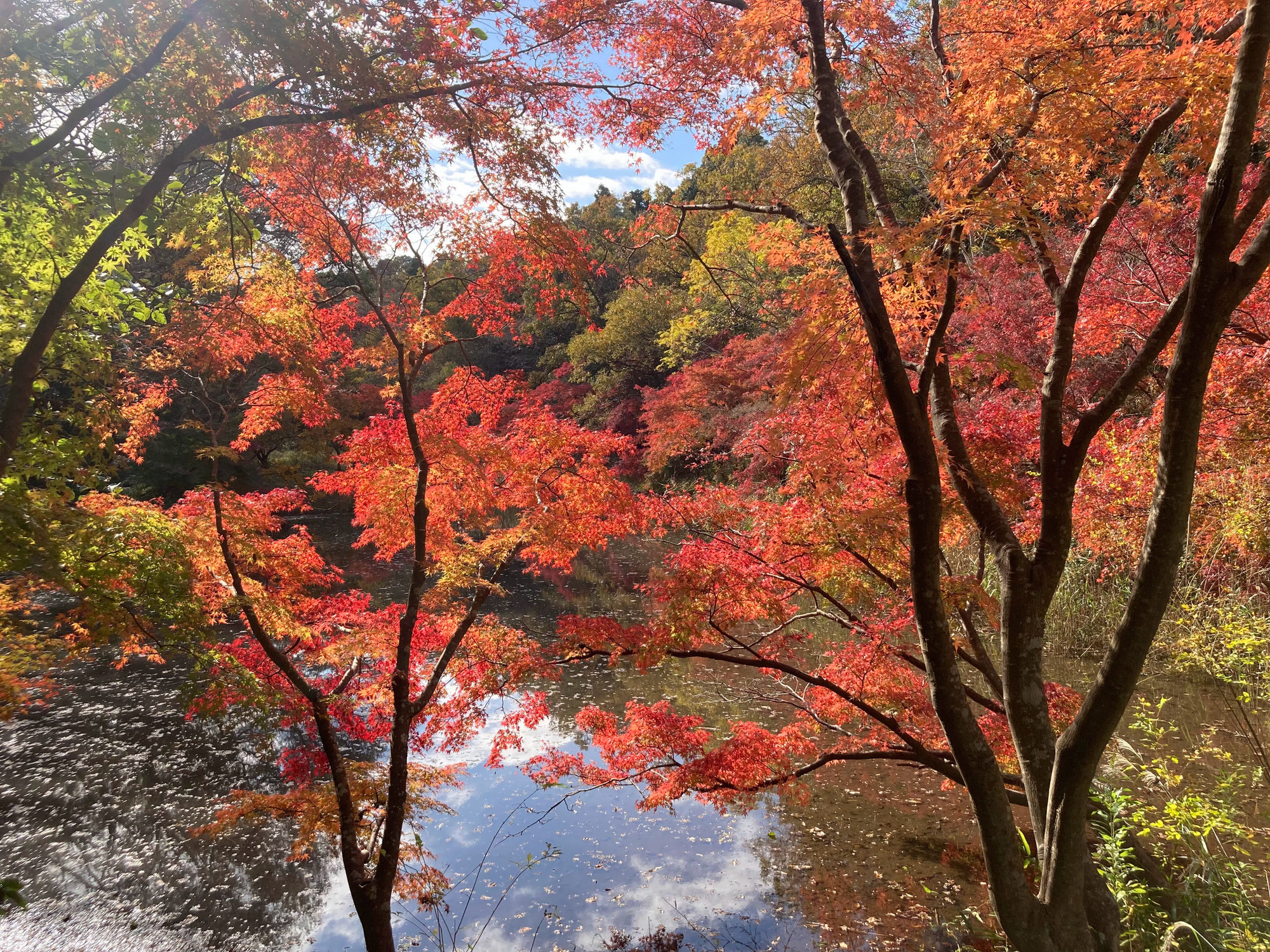 美しい紅葉