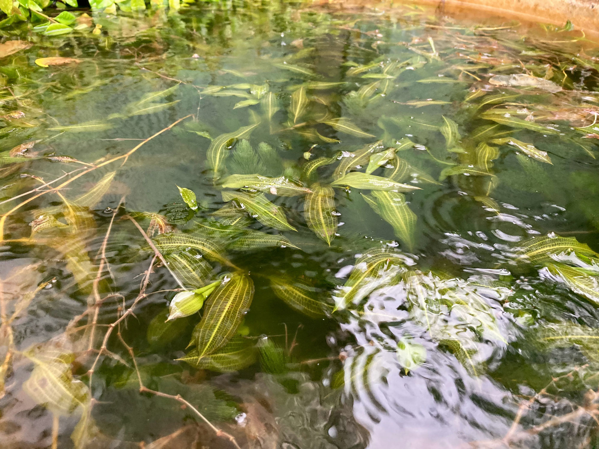 噂だったオンラインデュオ