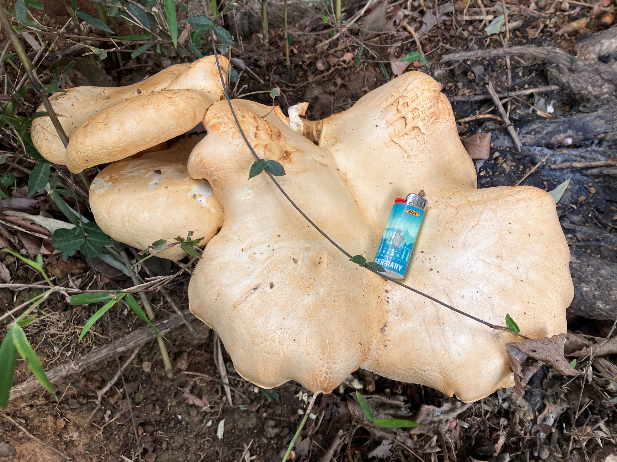 ジャングルマン