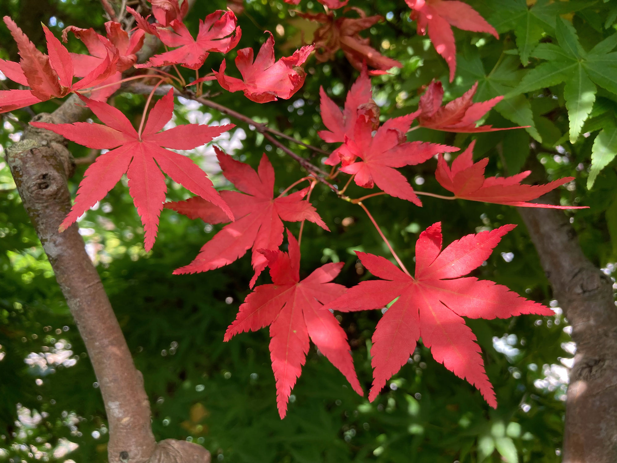 彩波紅葉と田間城址