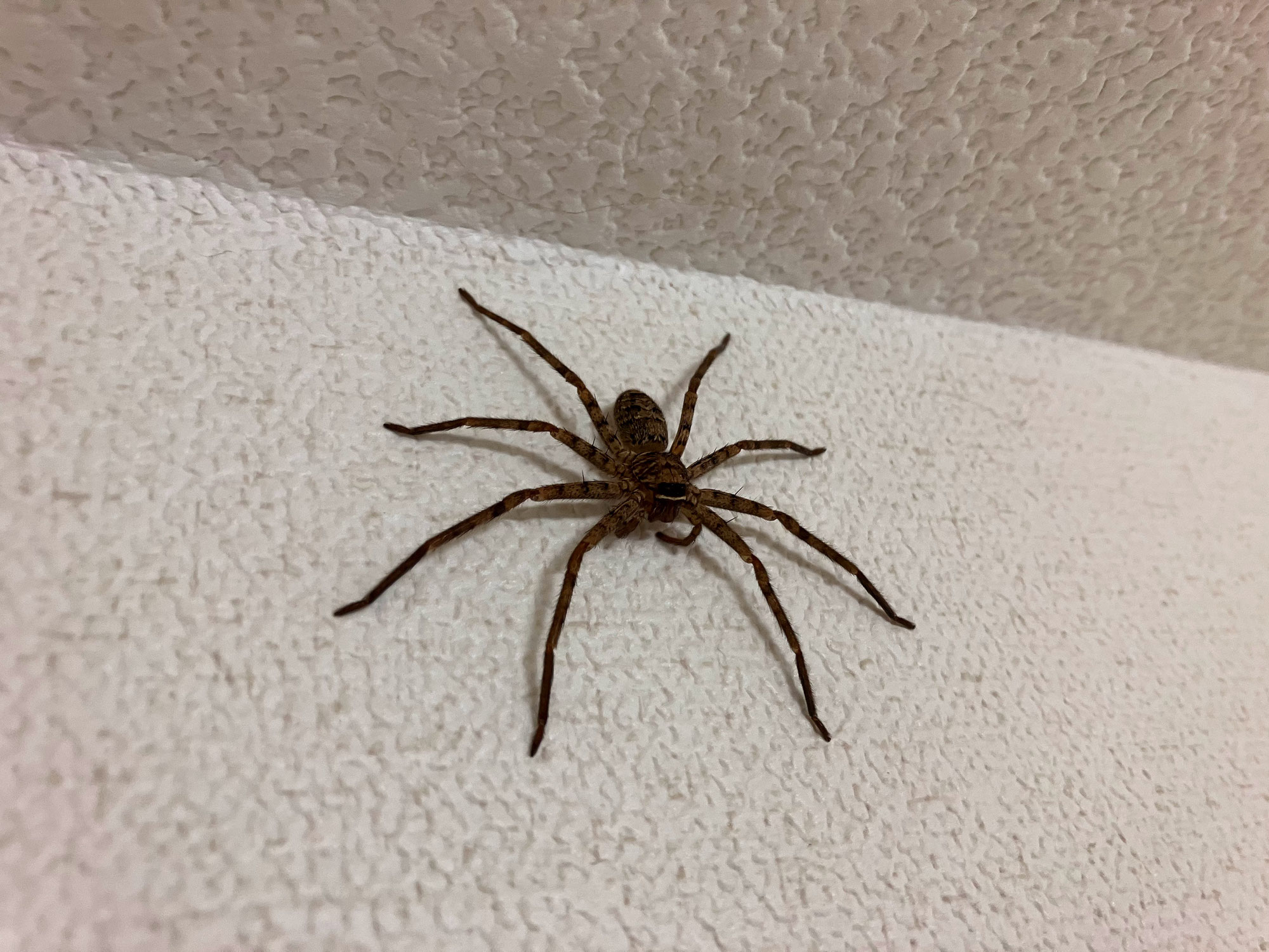 アシダカ軍曹