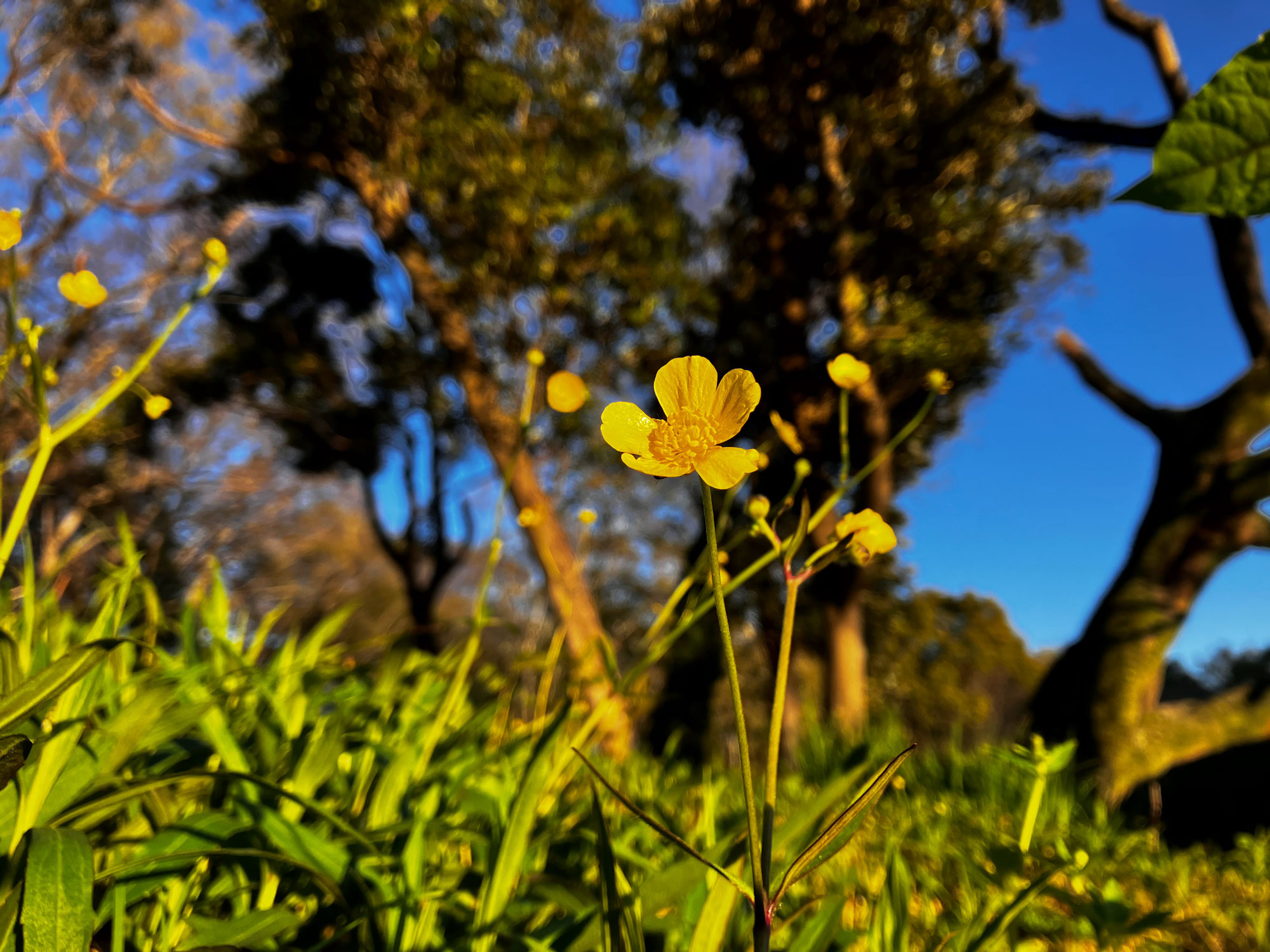 まさかの笠石