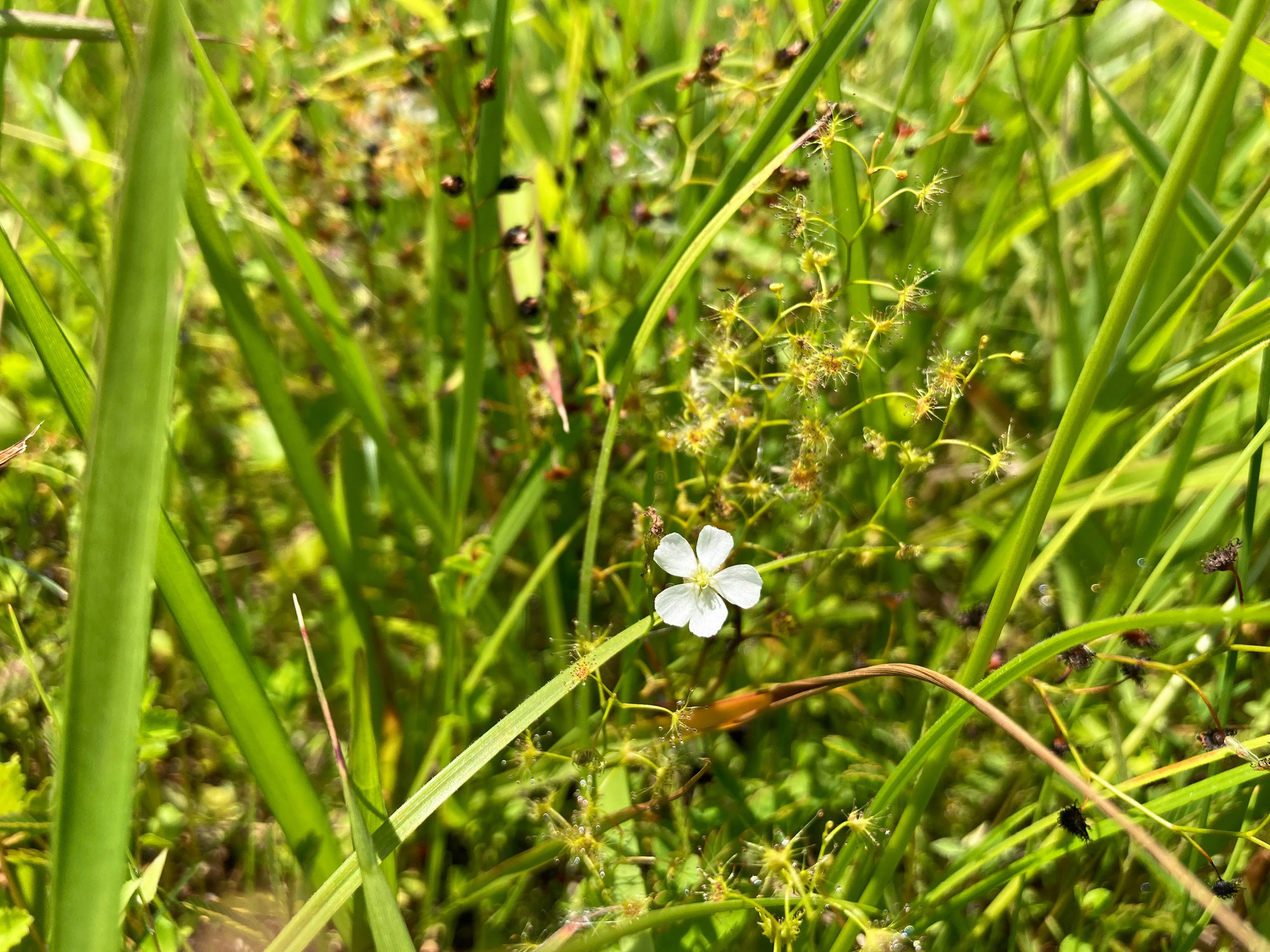 石持草と耳掻き草