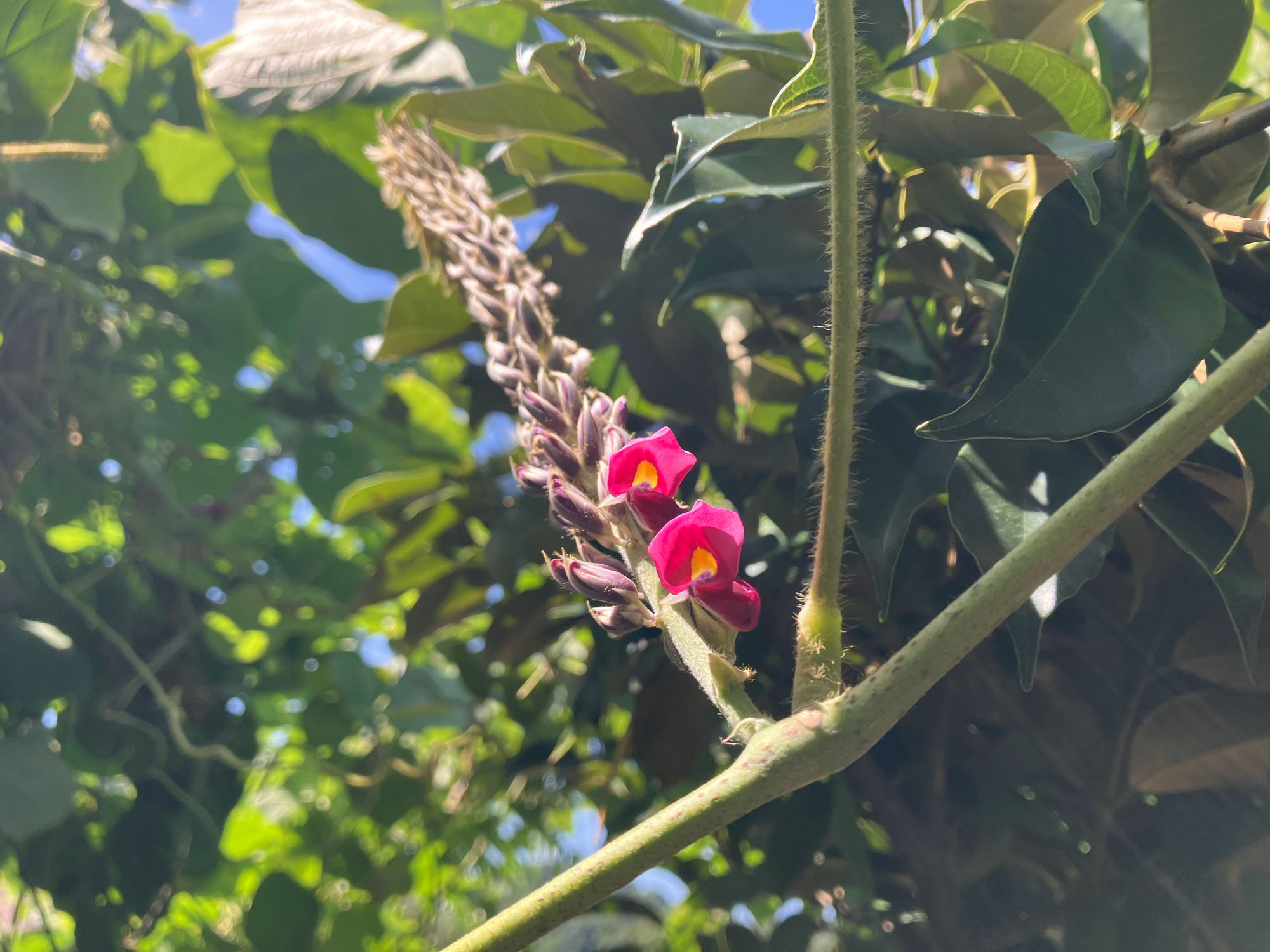 ナミテントウの変異