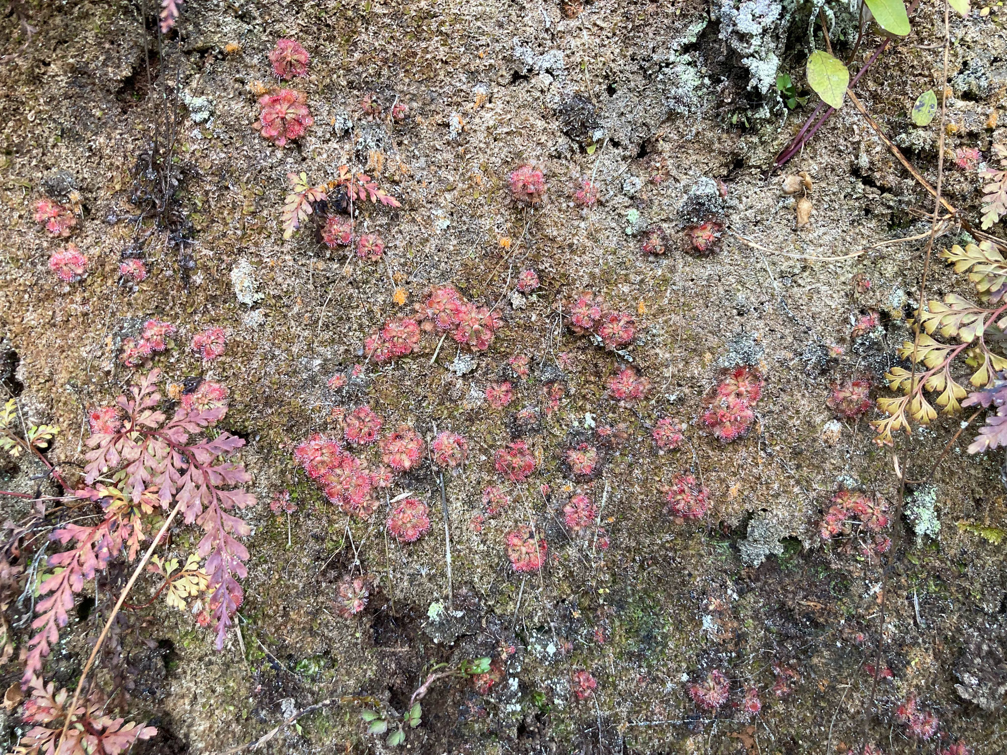 チョモランマ権現森